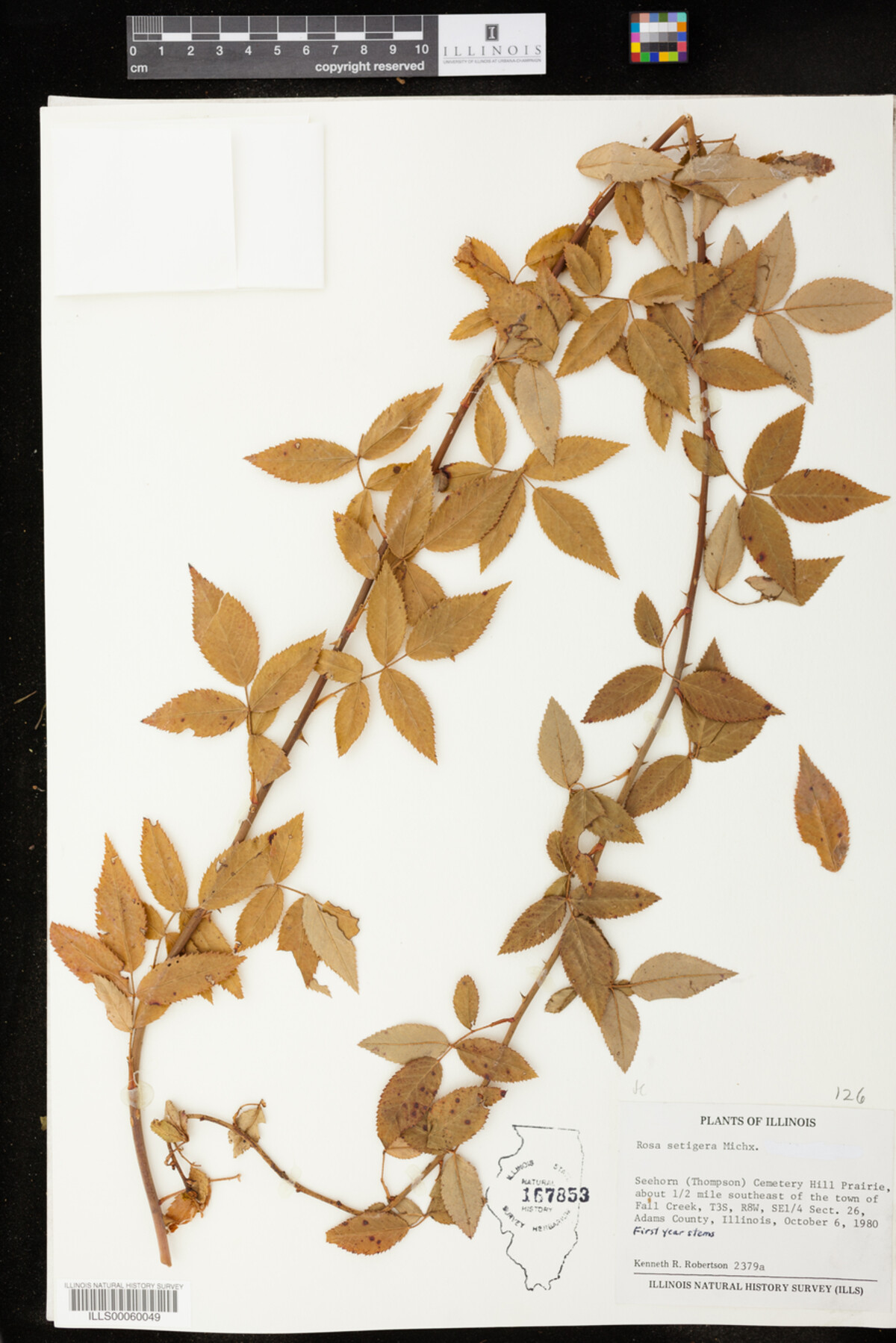 Rosa setigera image