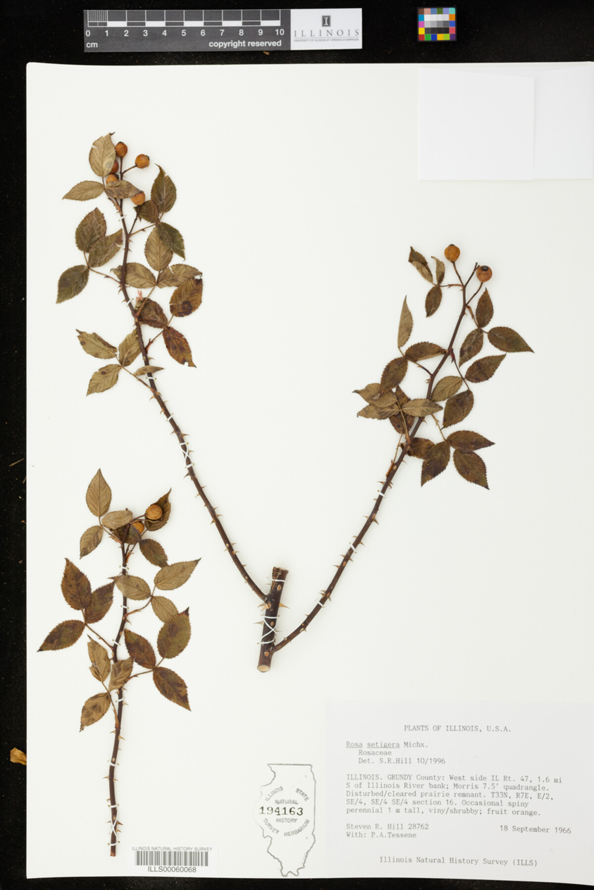 Rosaceae image
