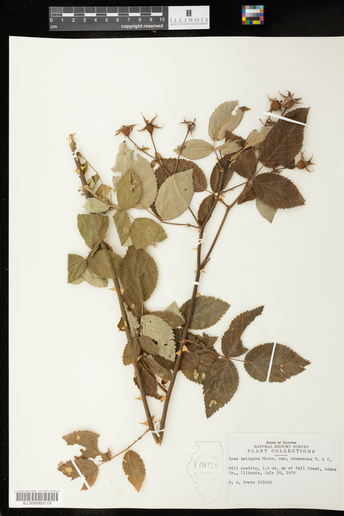 Rosa setigera image