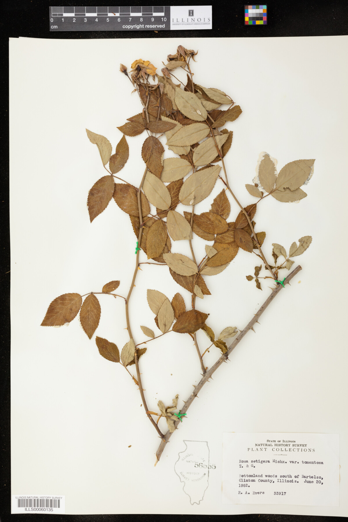 Rosa setigera image