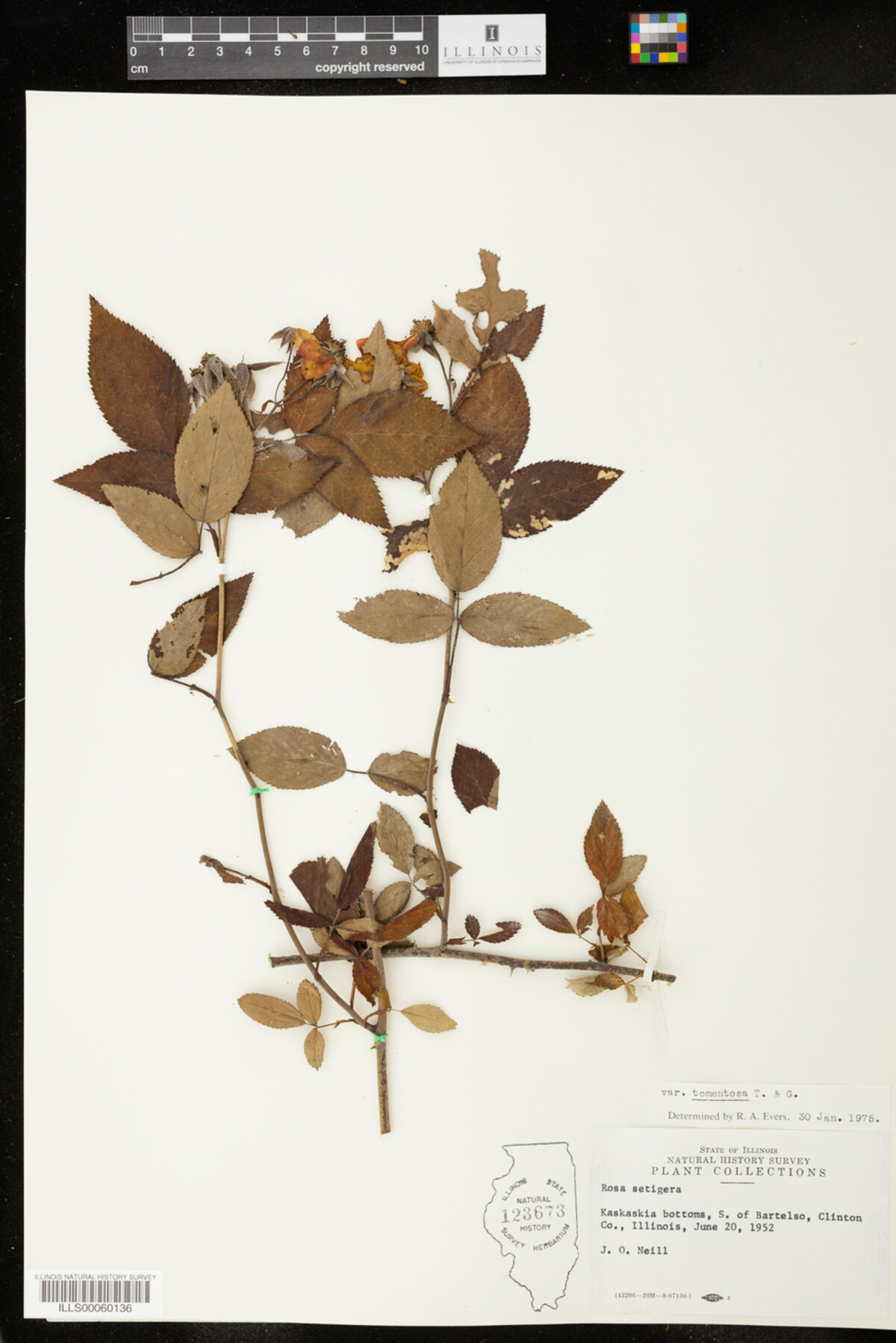 Rosa image