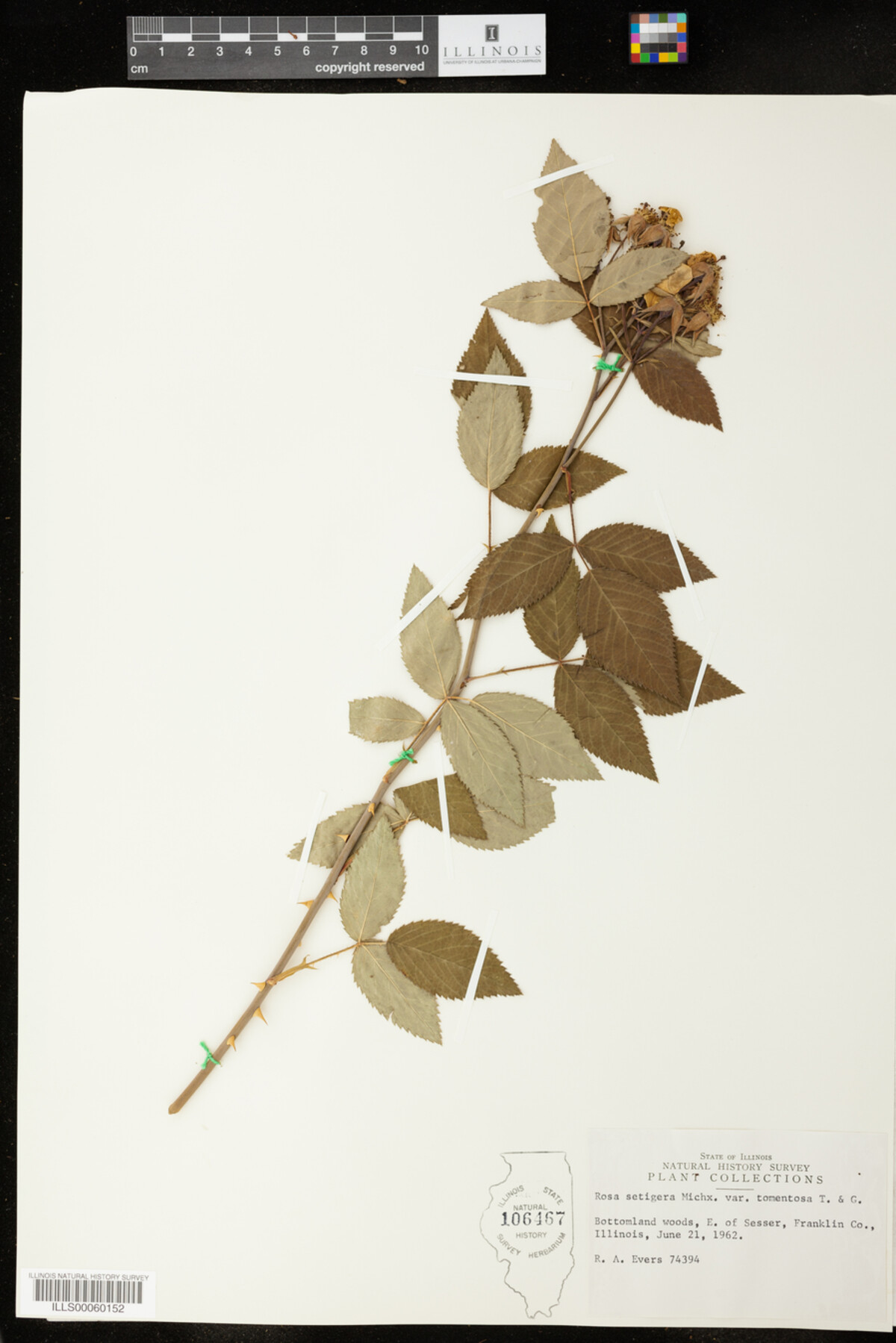 Rosa setigera image