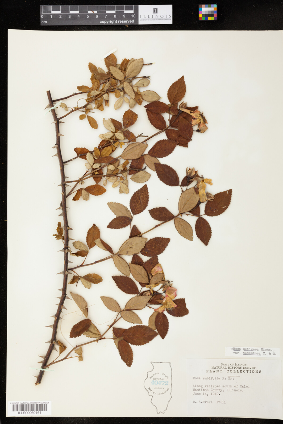 Rosa setigera image