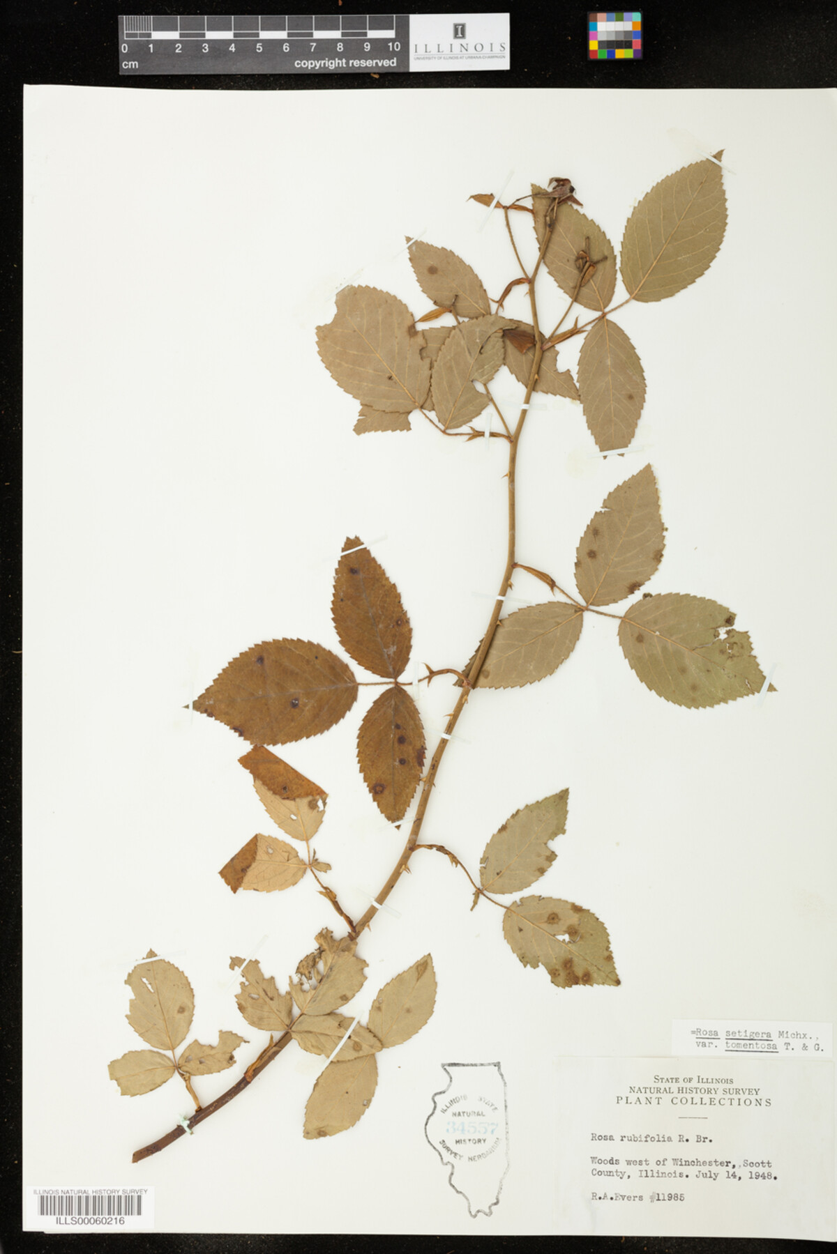Rosa setigera image