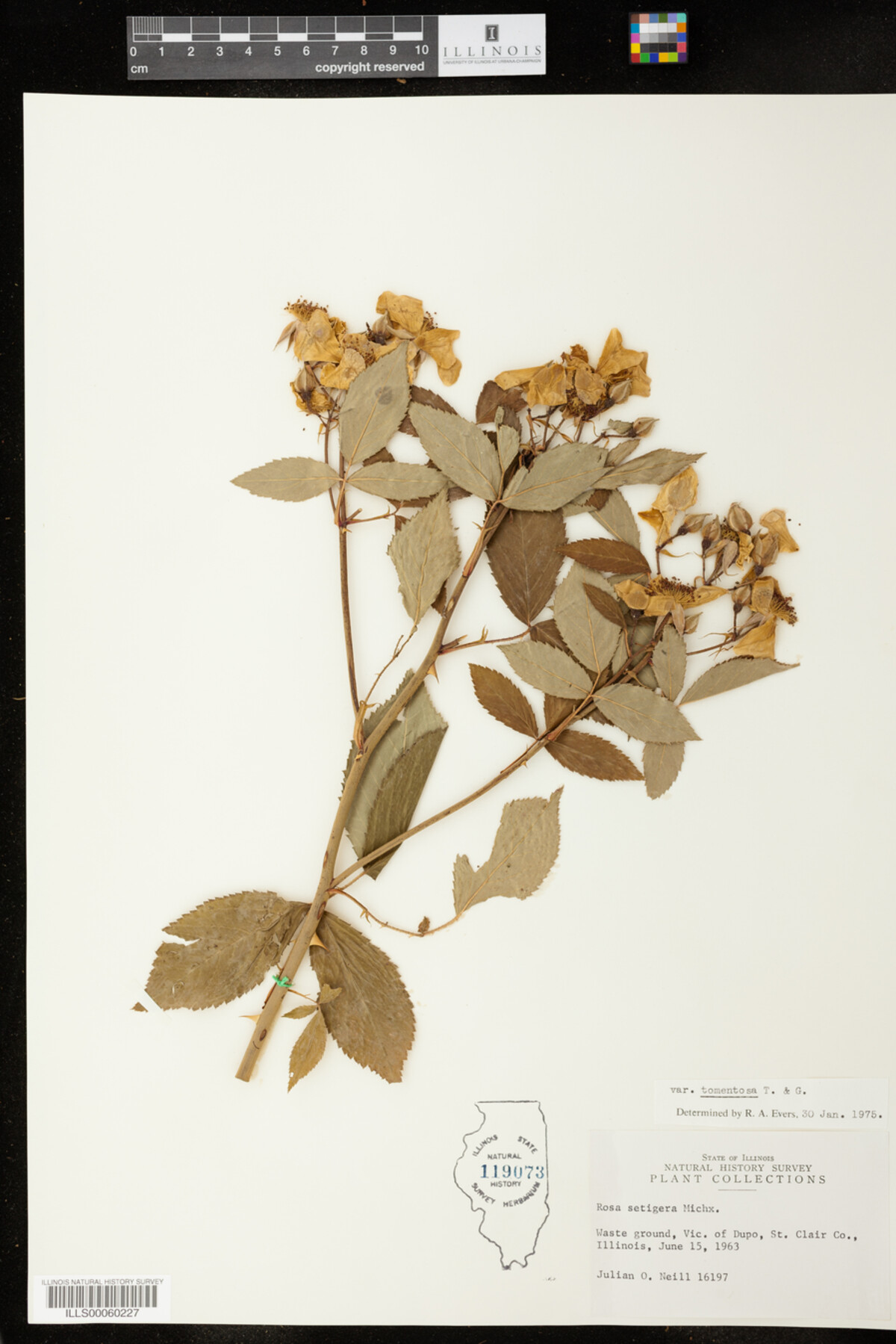 Rosa setigera image