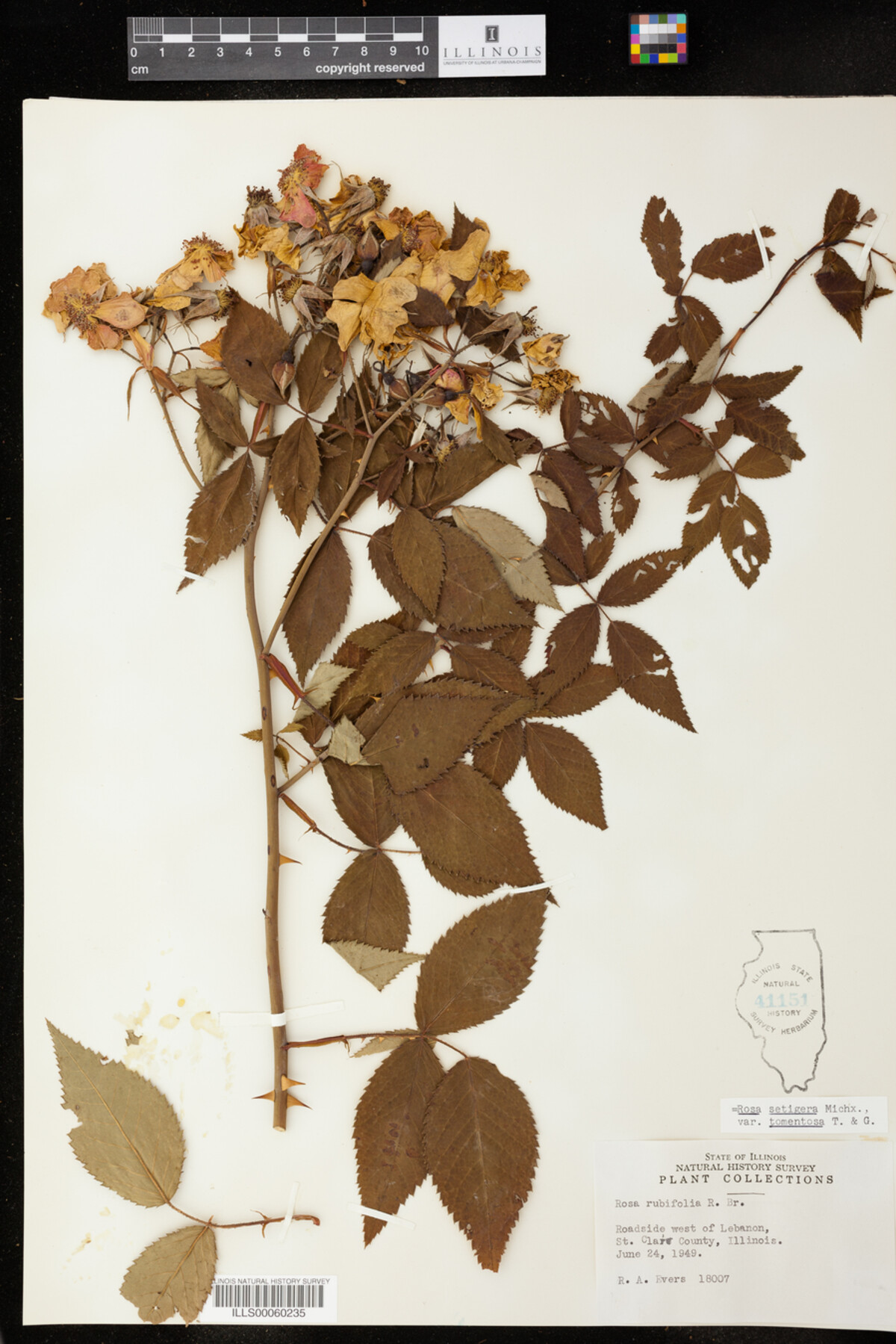 Rosa setigera image
