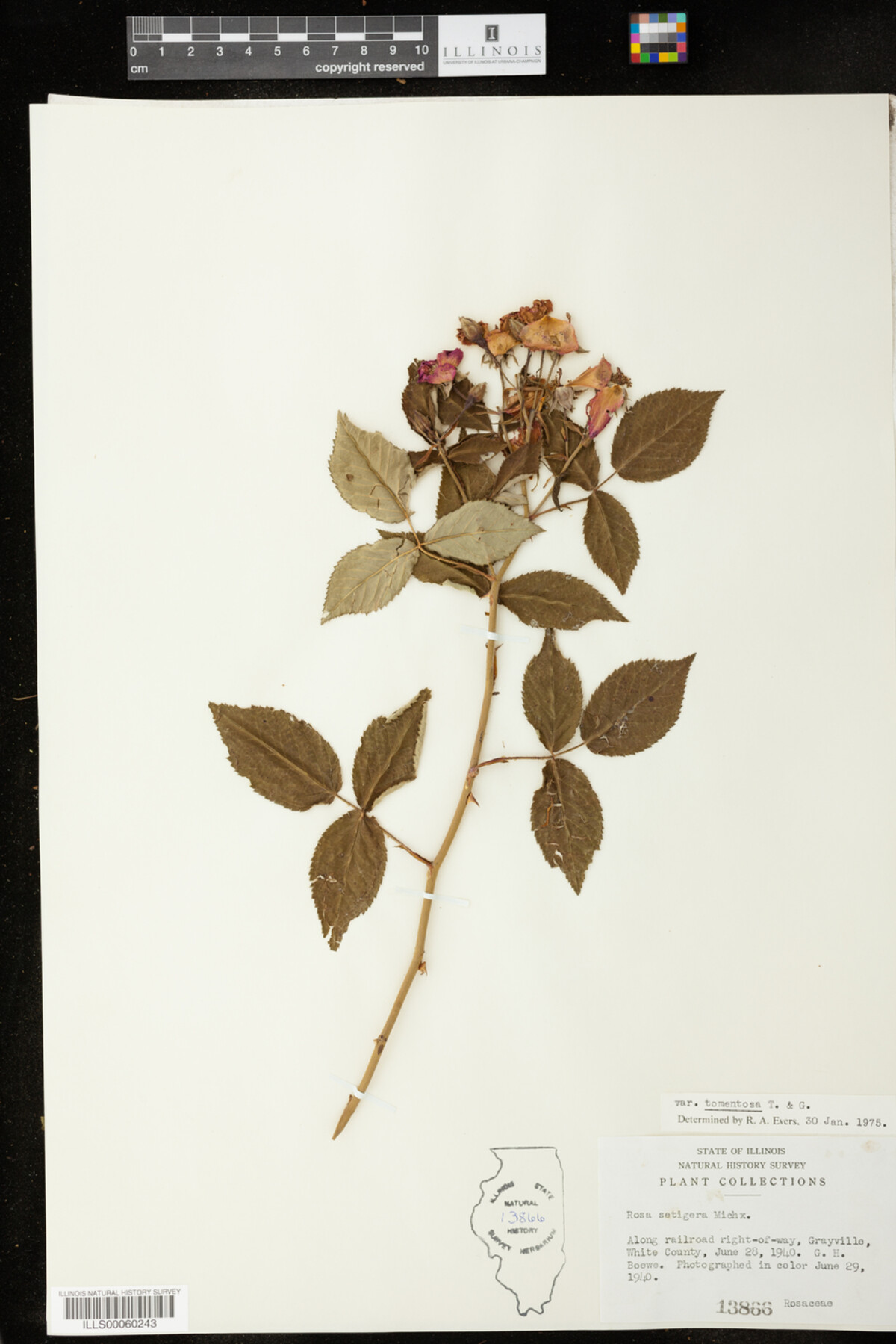 Rosa setigera image