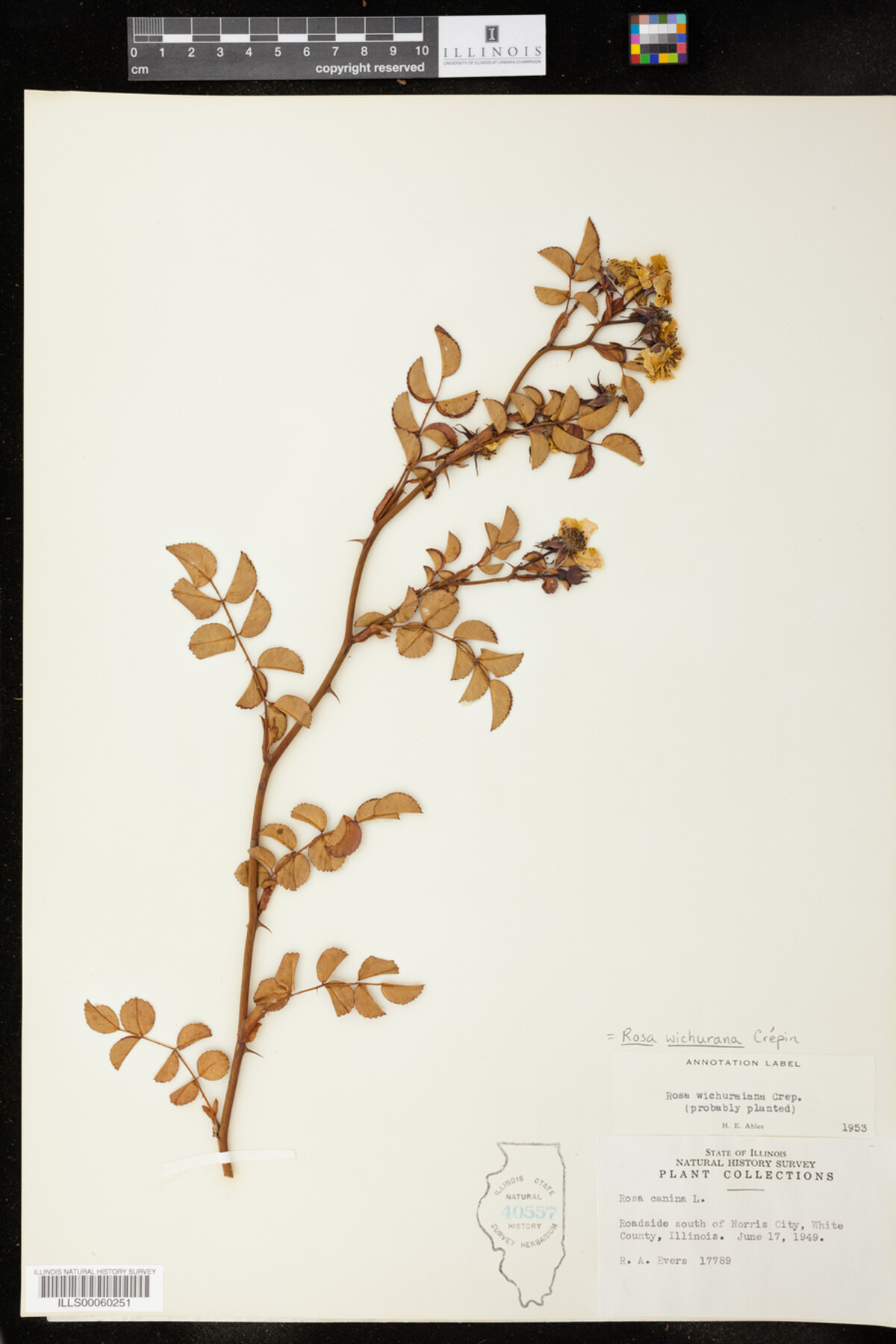 Rosa lucieae image