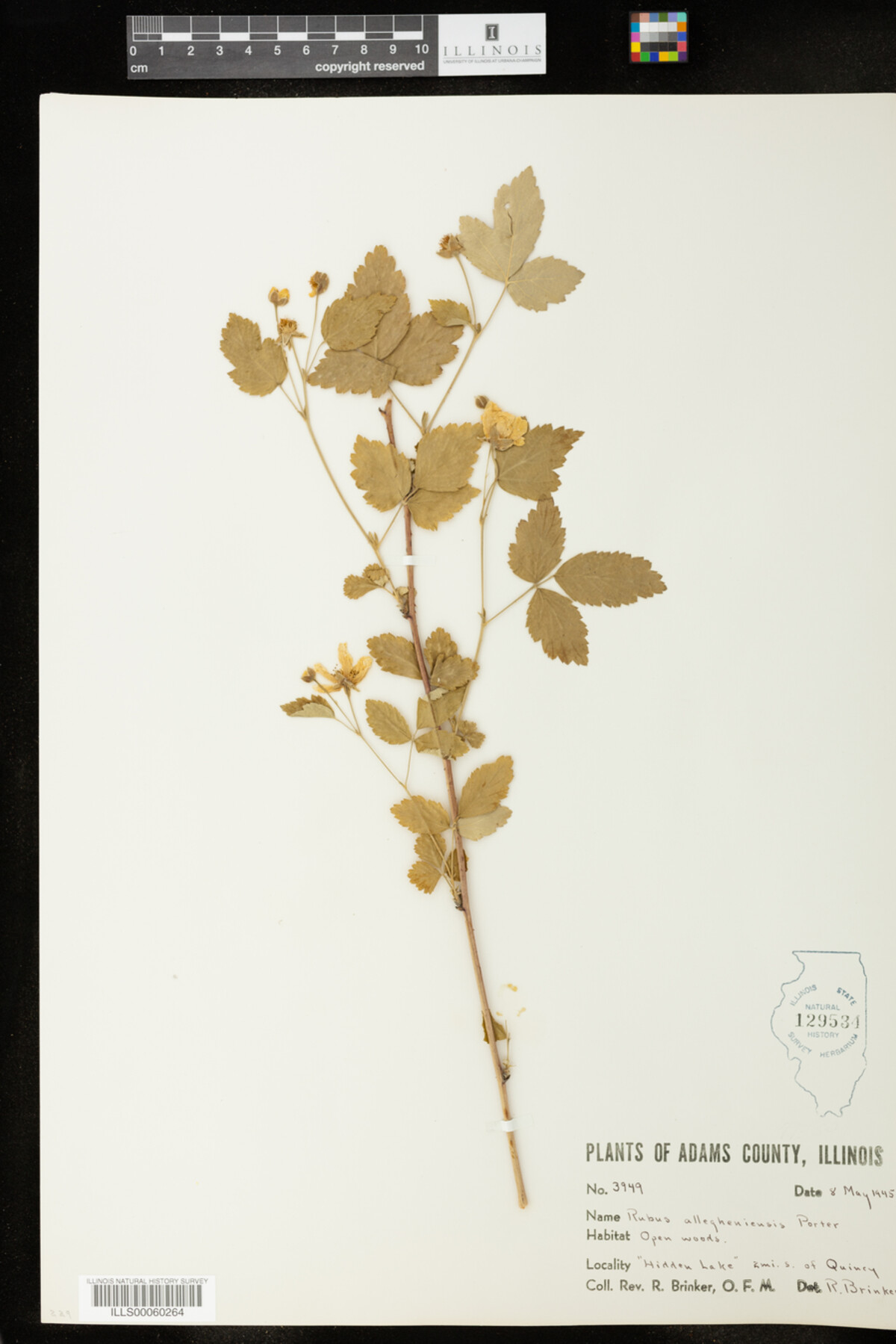 Rubus allegheniensis image