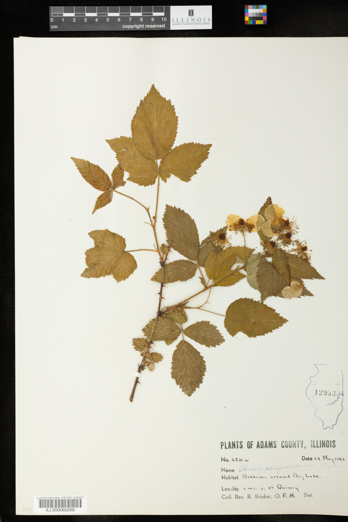 Rubus allegheniensis image