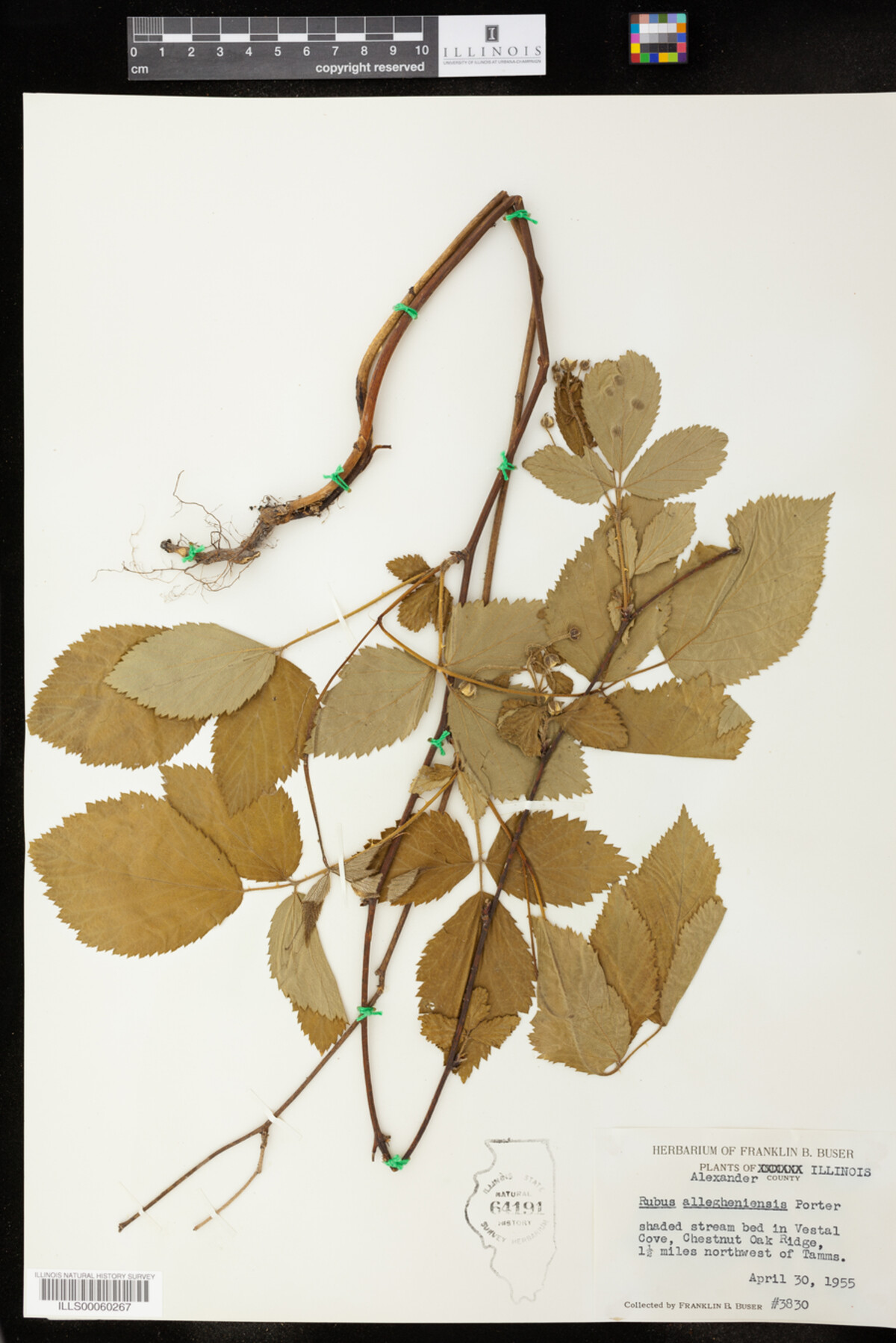 Rubus allegheniensis image