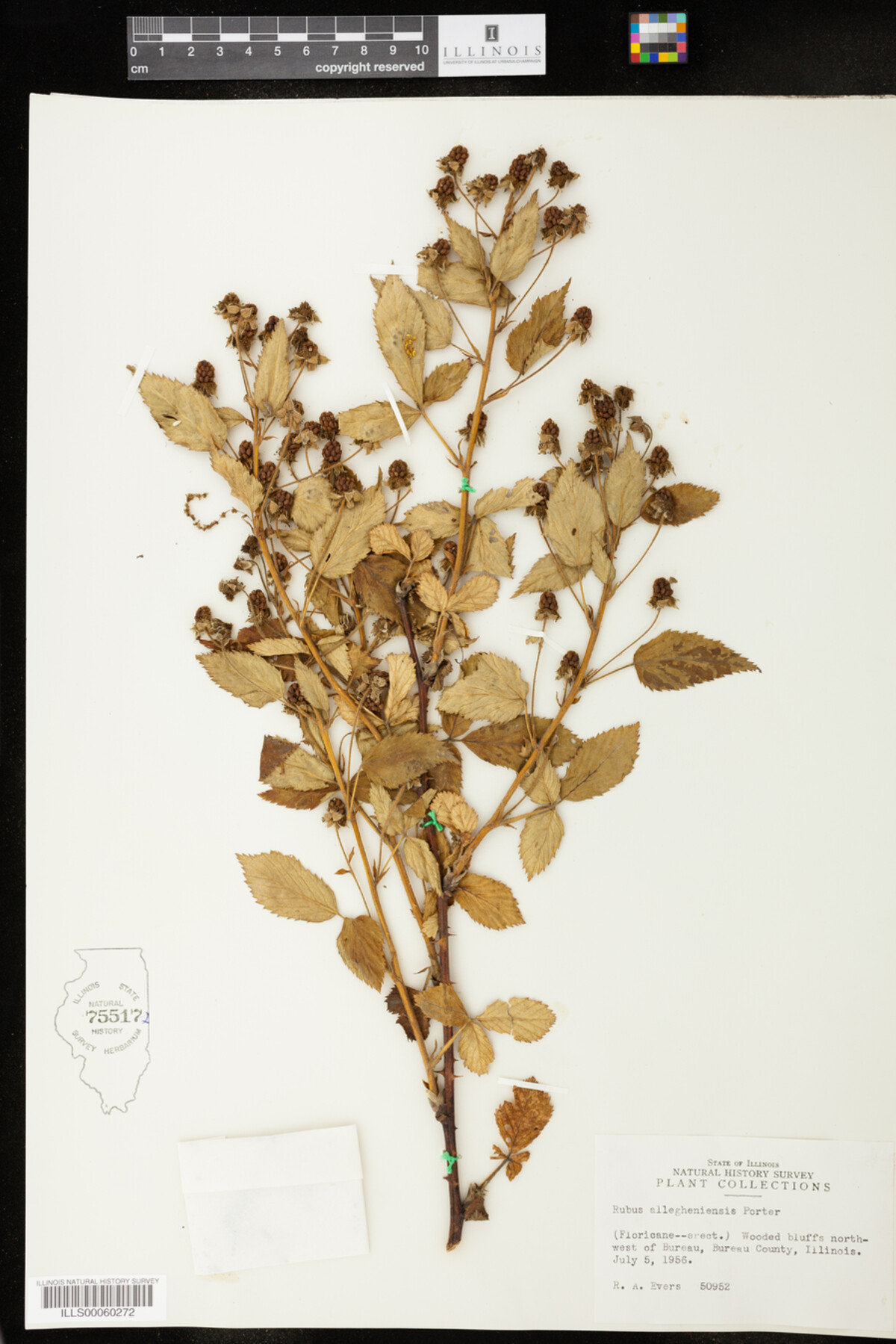 Rubus allegheniensis image