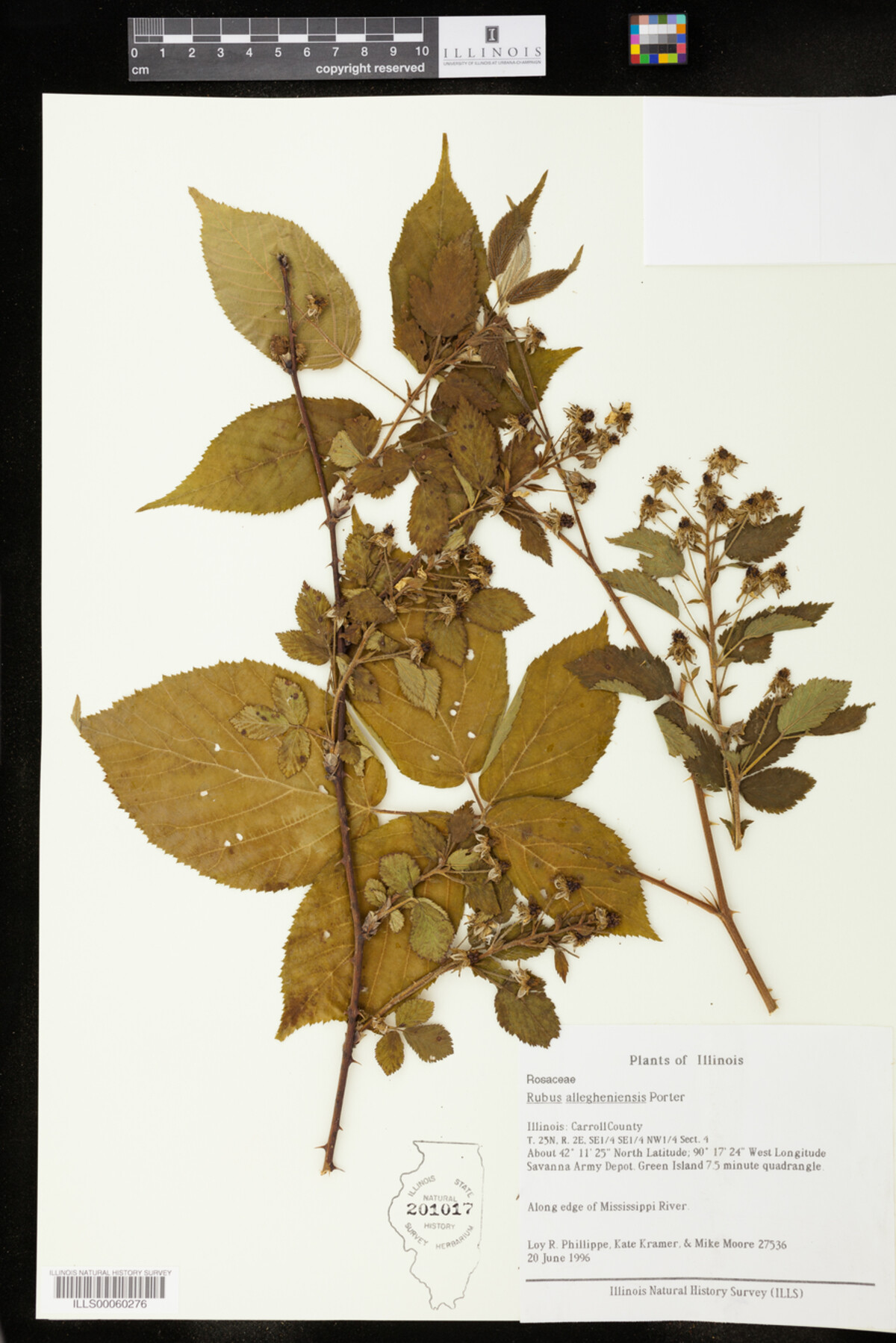 Rubus allegheniensis image