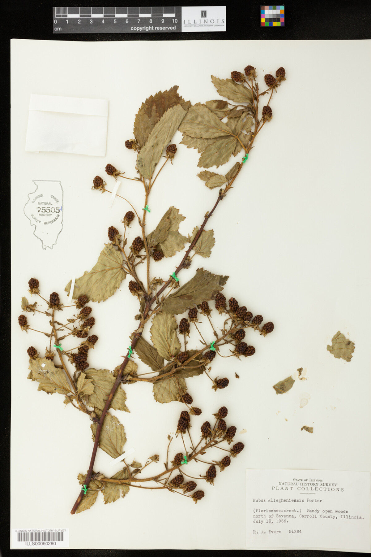 Rubus sect. Alleghenienses image