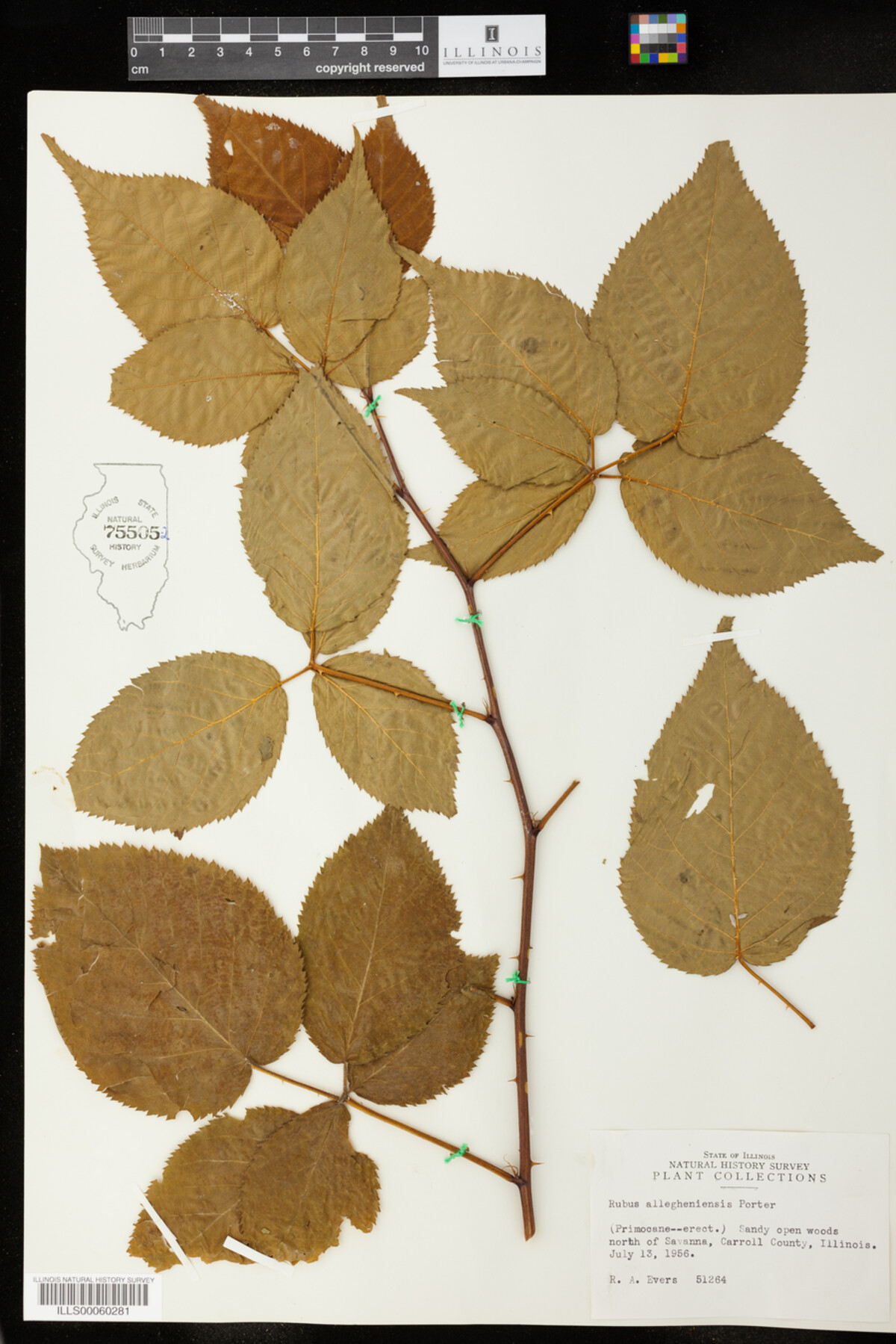 Rubus allegheniensis image