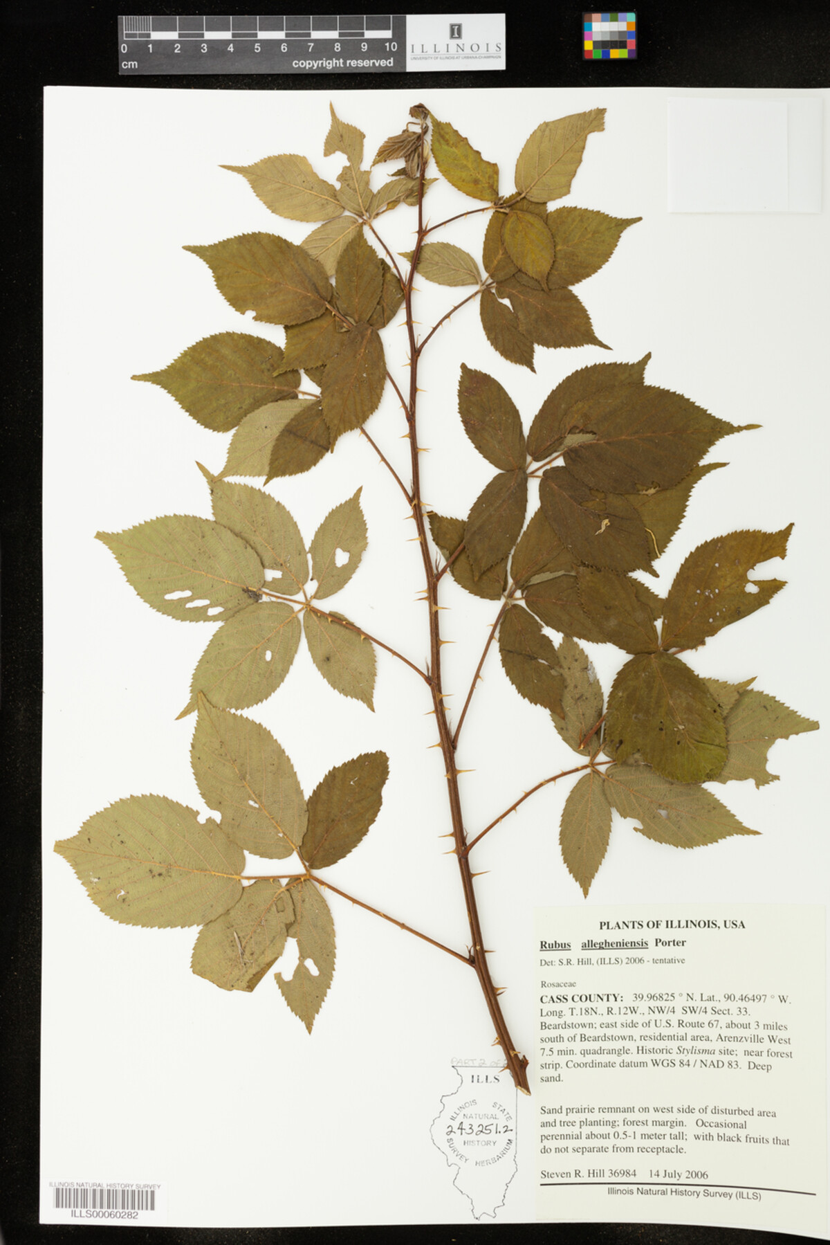 Rubus allegheniensis image