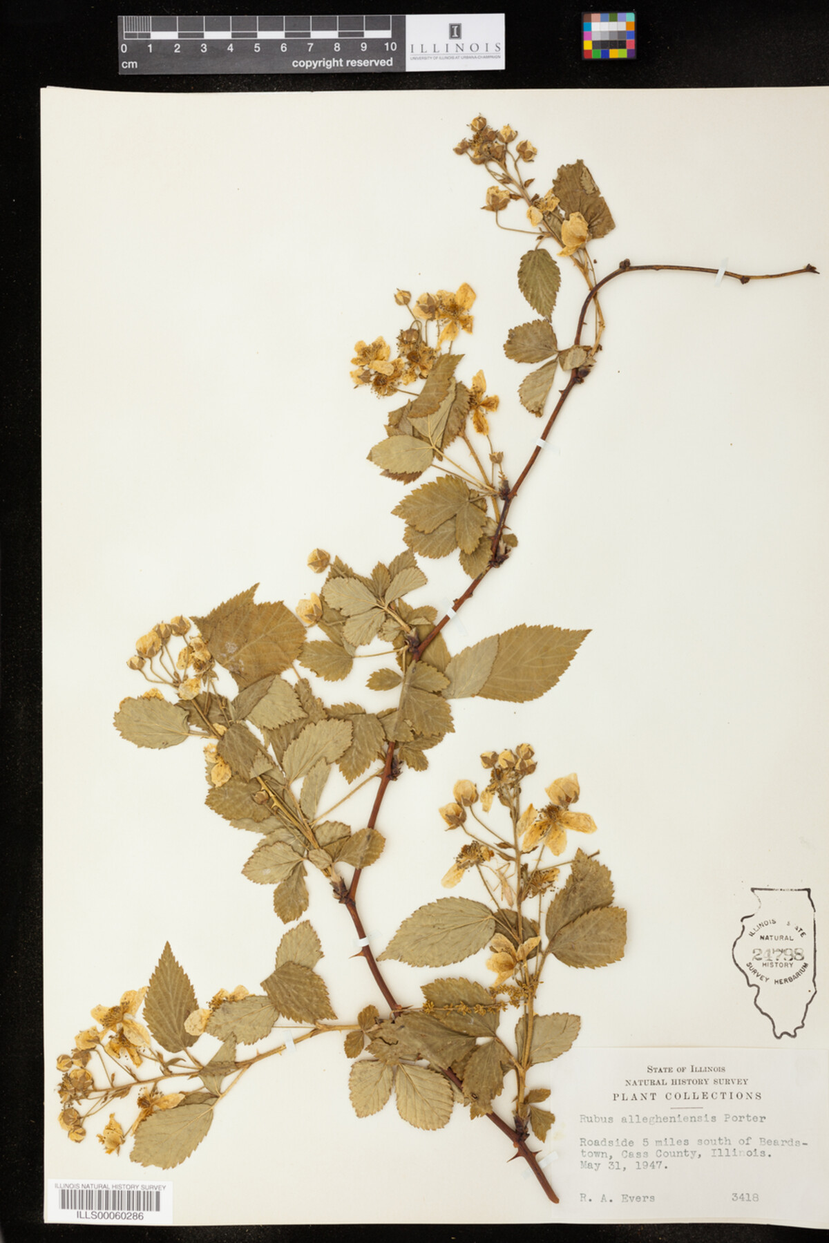 Rubus allegheniensis image