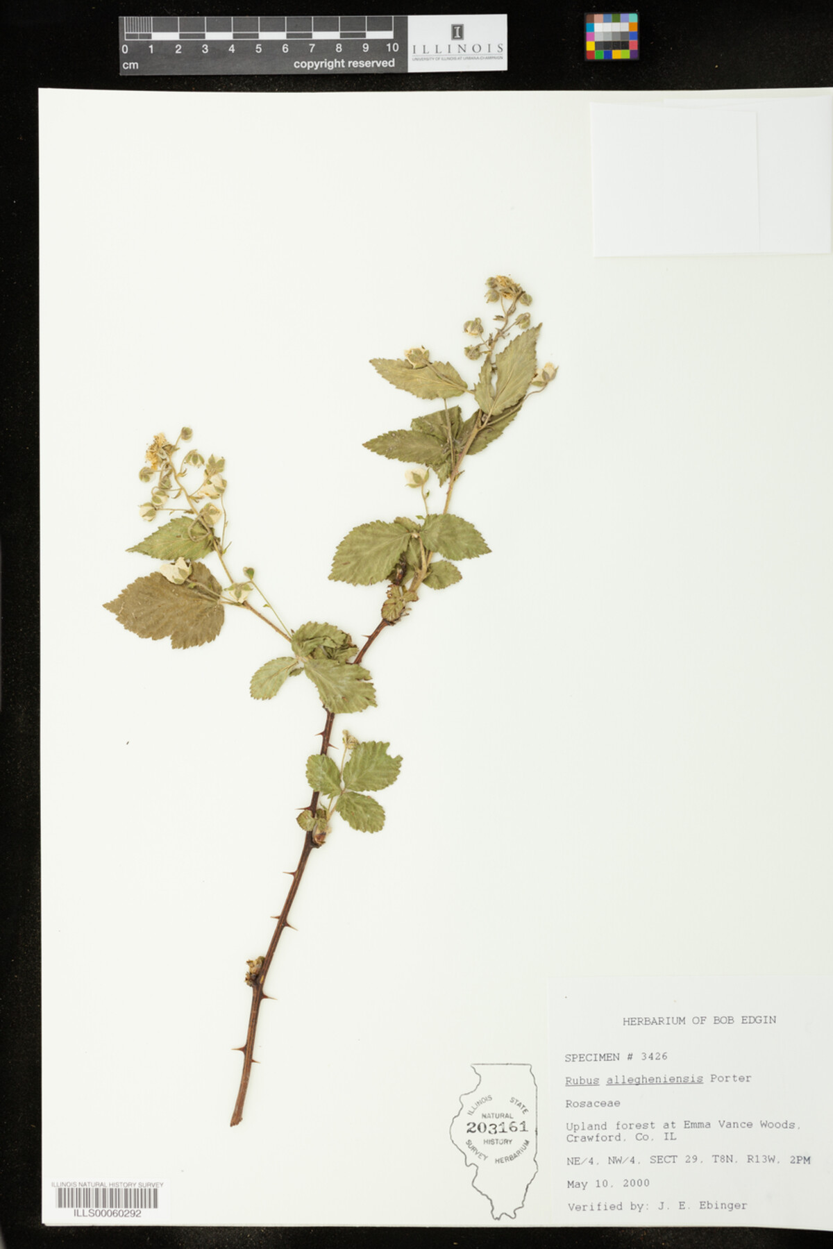 Rubus allegheniensis image