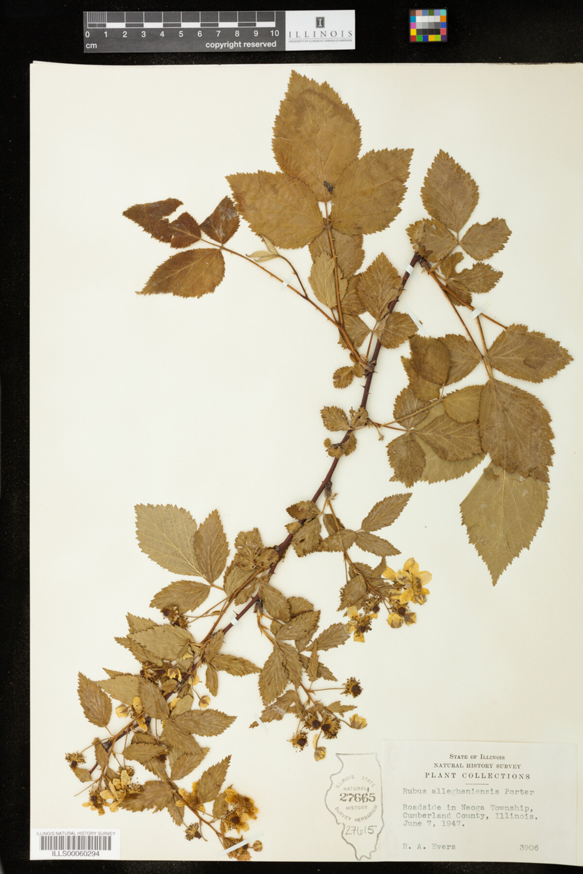 Rubus allegheniensis image