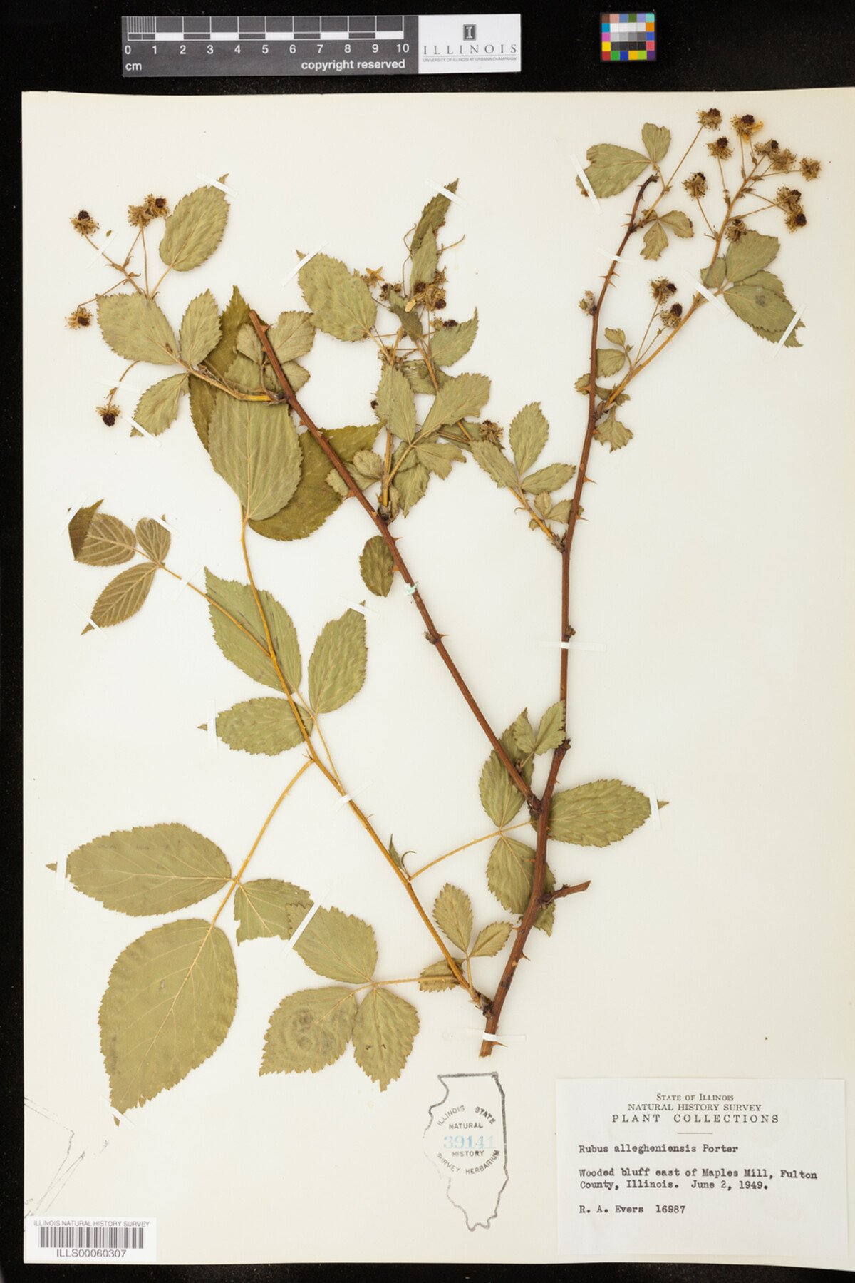 Rubus allegheniensis image