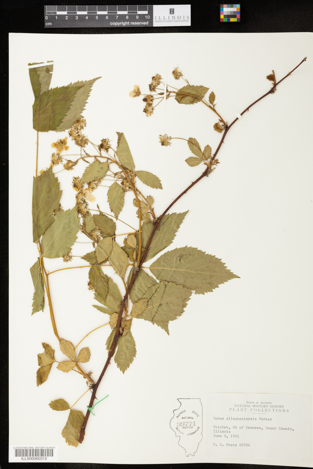 Rubus allegheniensis image