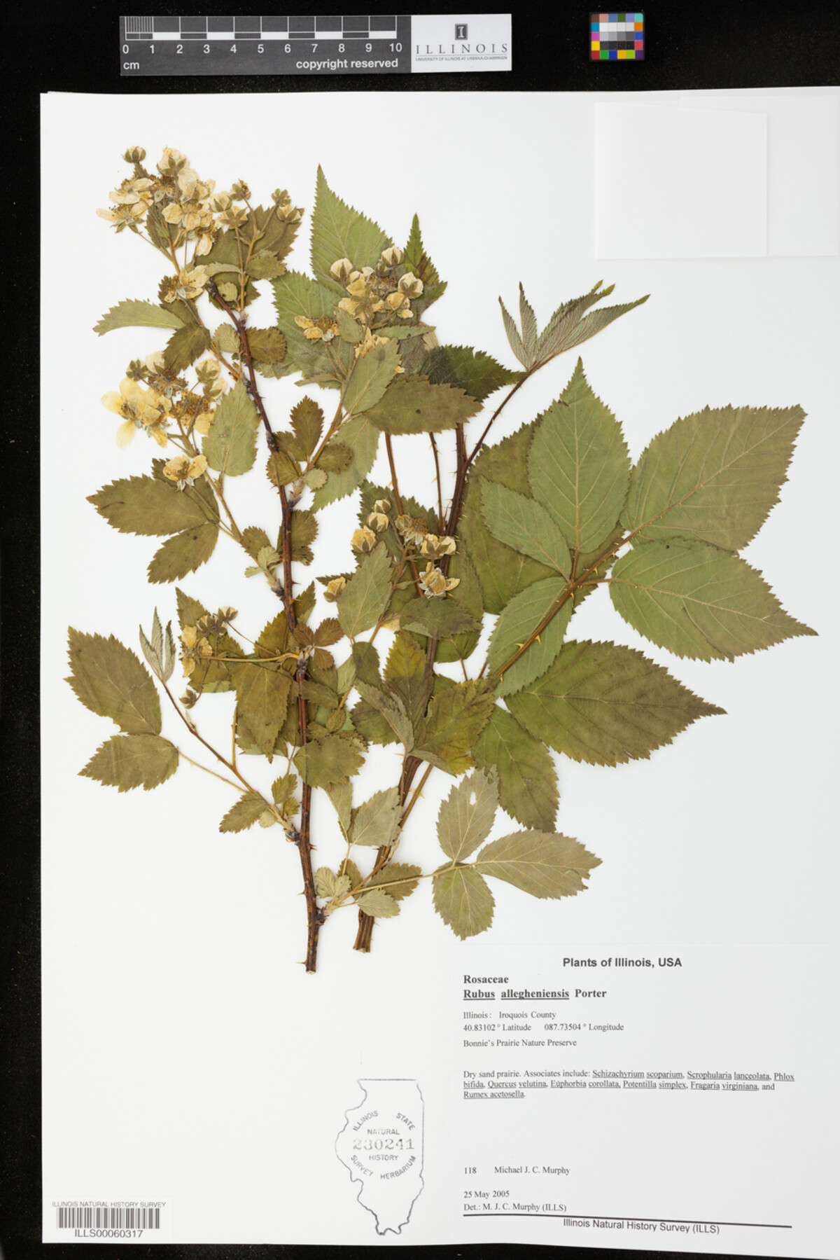 Rubus allegheniensis image