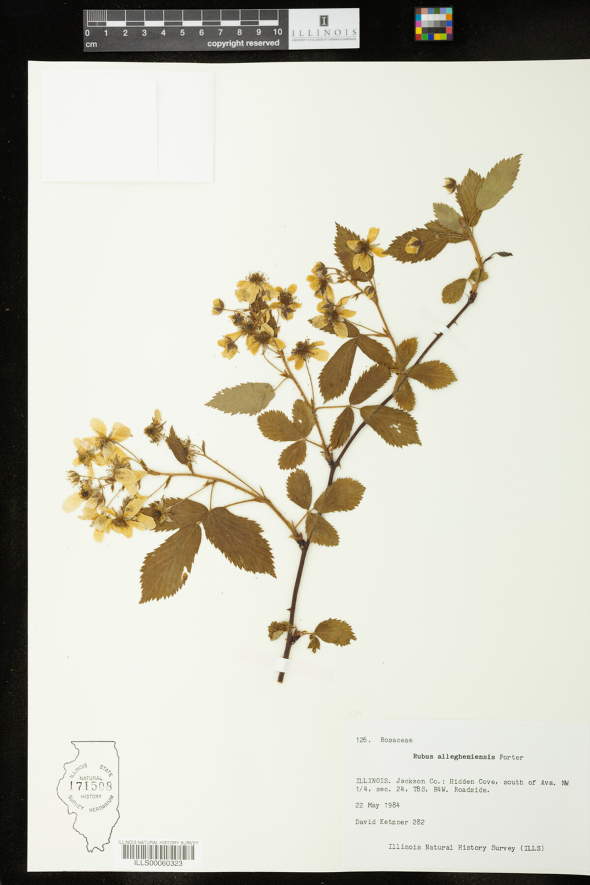 Rubus allegheniensis image
