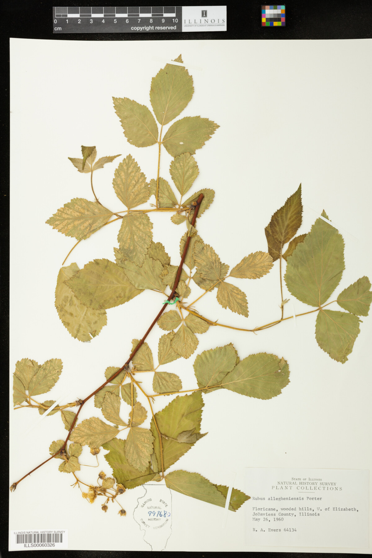 Rubus sect. Alleghenienses image