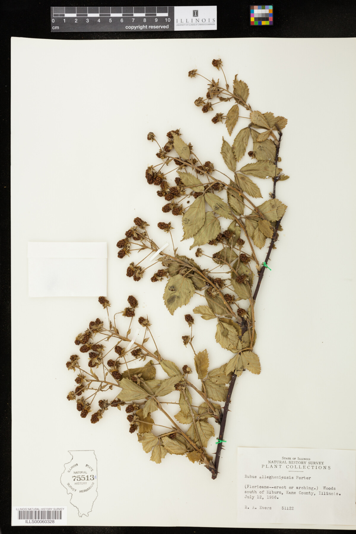 Rubus allegheniensis image