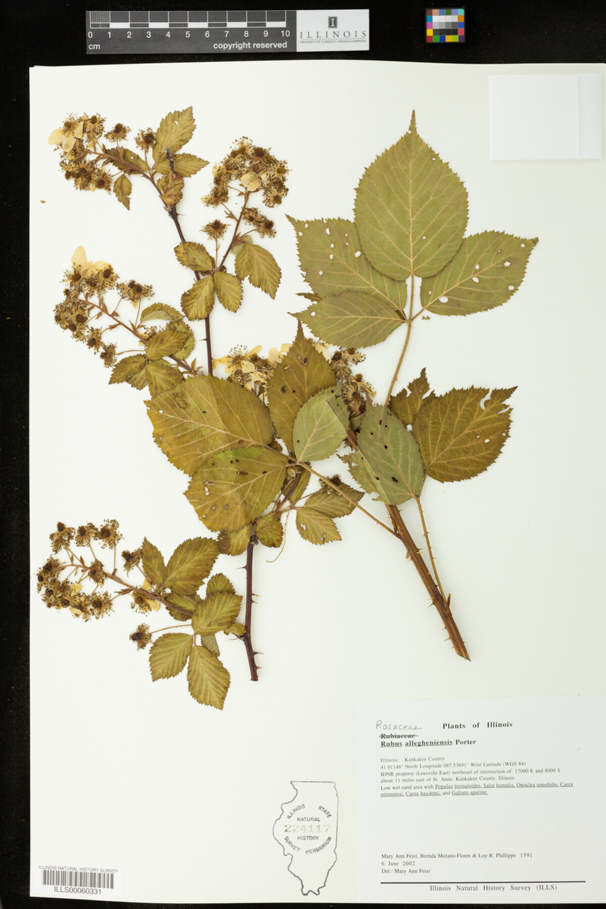Rubus allegheniensis image