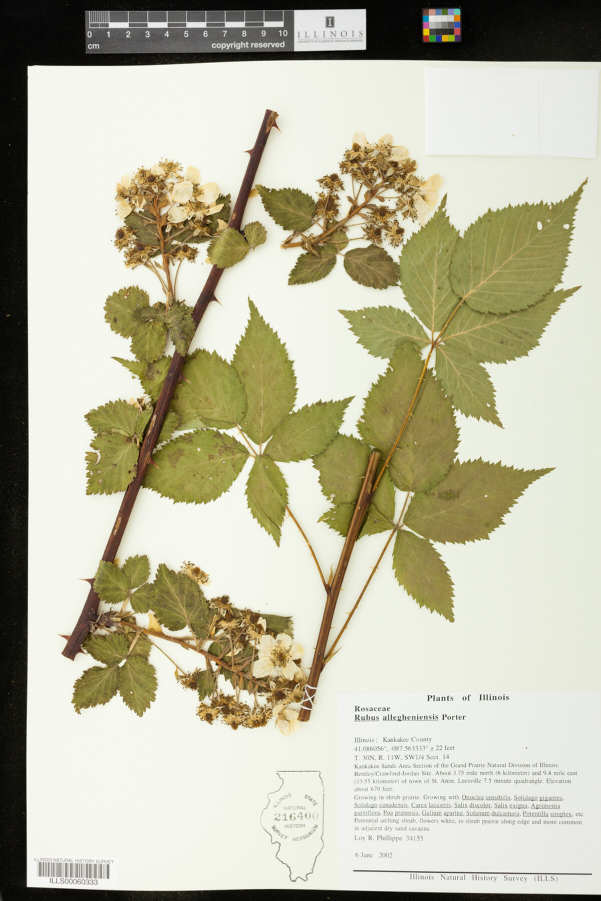 Rubus allegheniensis image