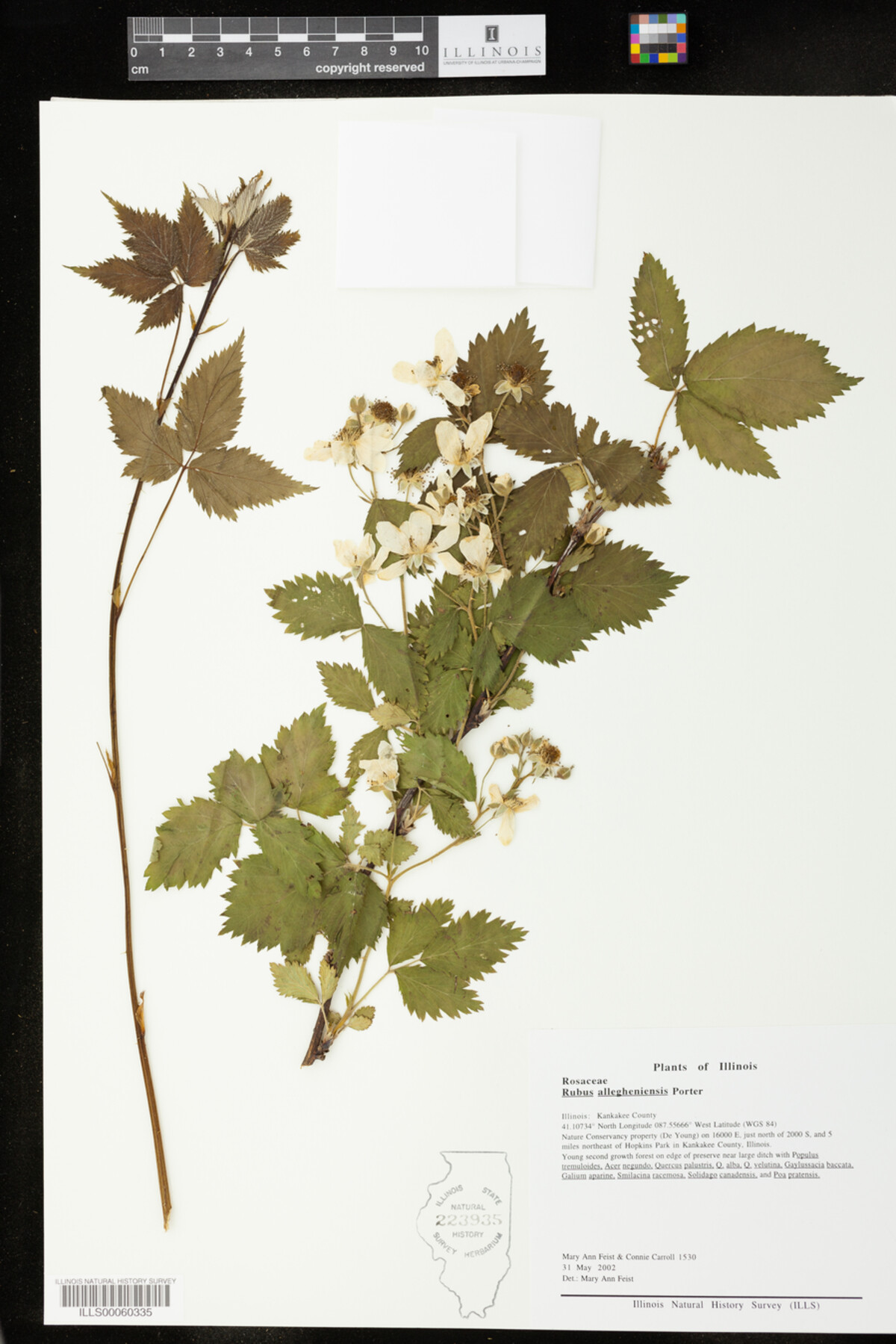 Rubus allegheniensis image