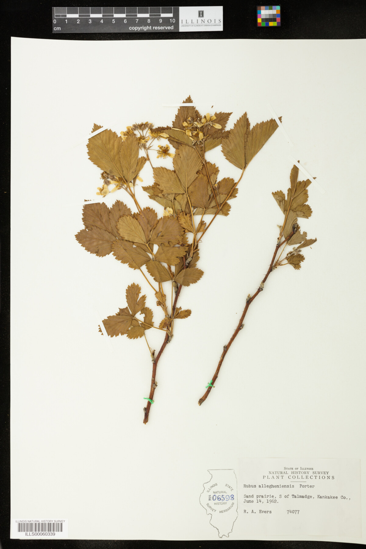 Rubus allegheniensis image