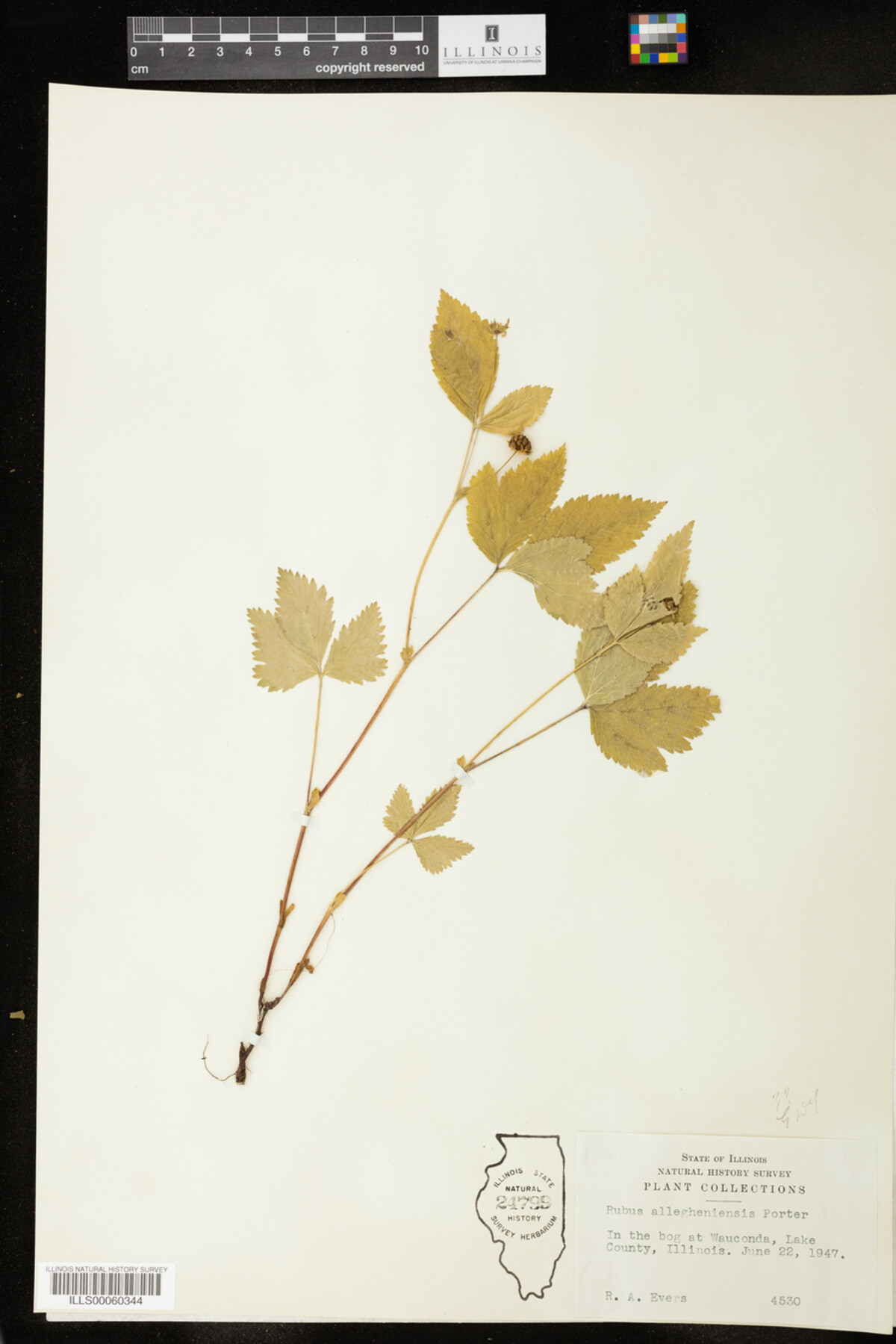 Rubus allegheniensis image