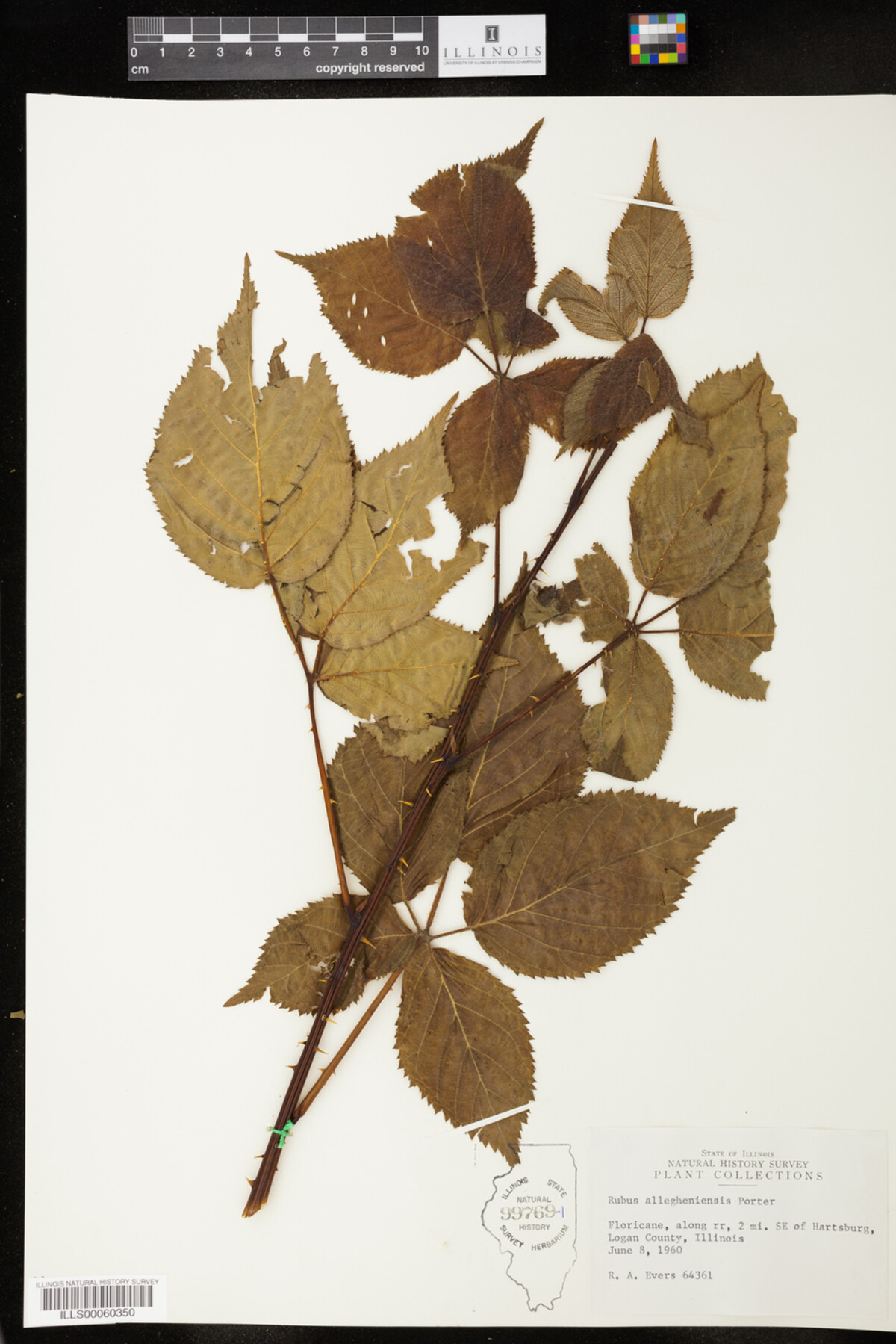 Rubus allegheniensis image