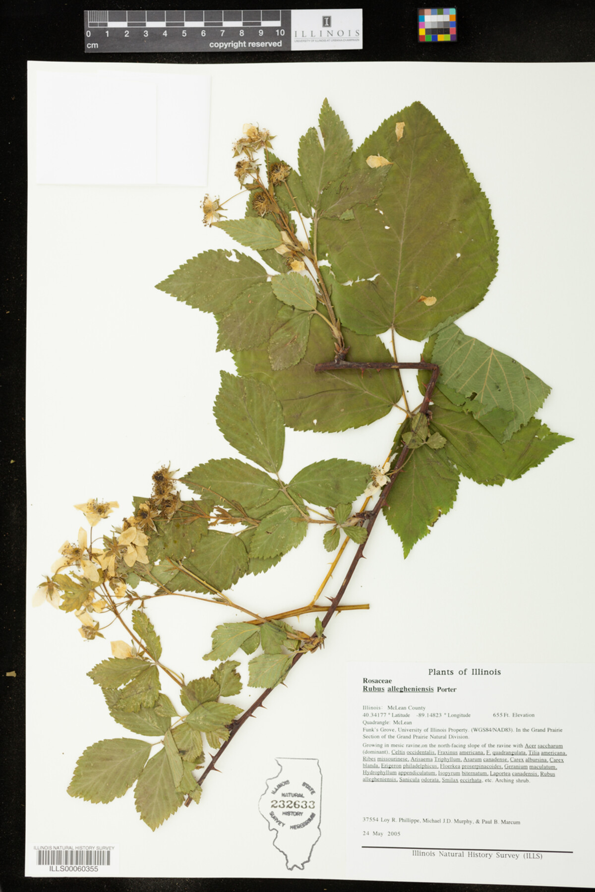 Rubus allegheniensis image