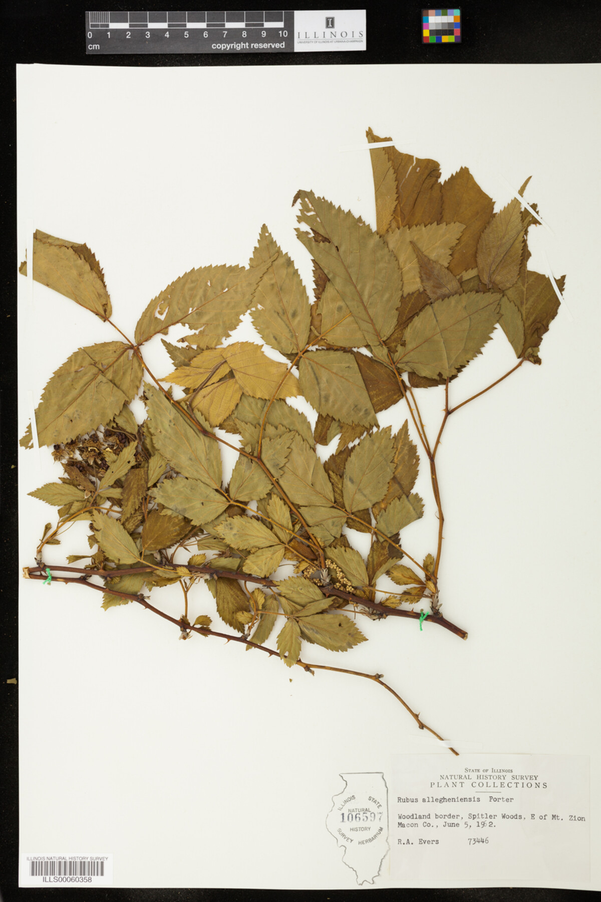 Rubus allegheniensis image