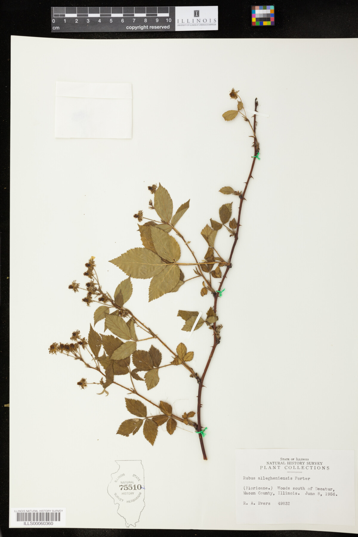 Rubus allegheniensis image