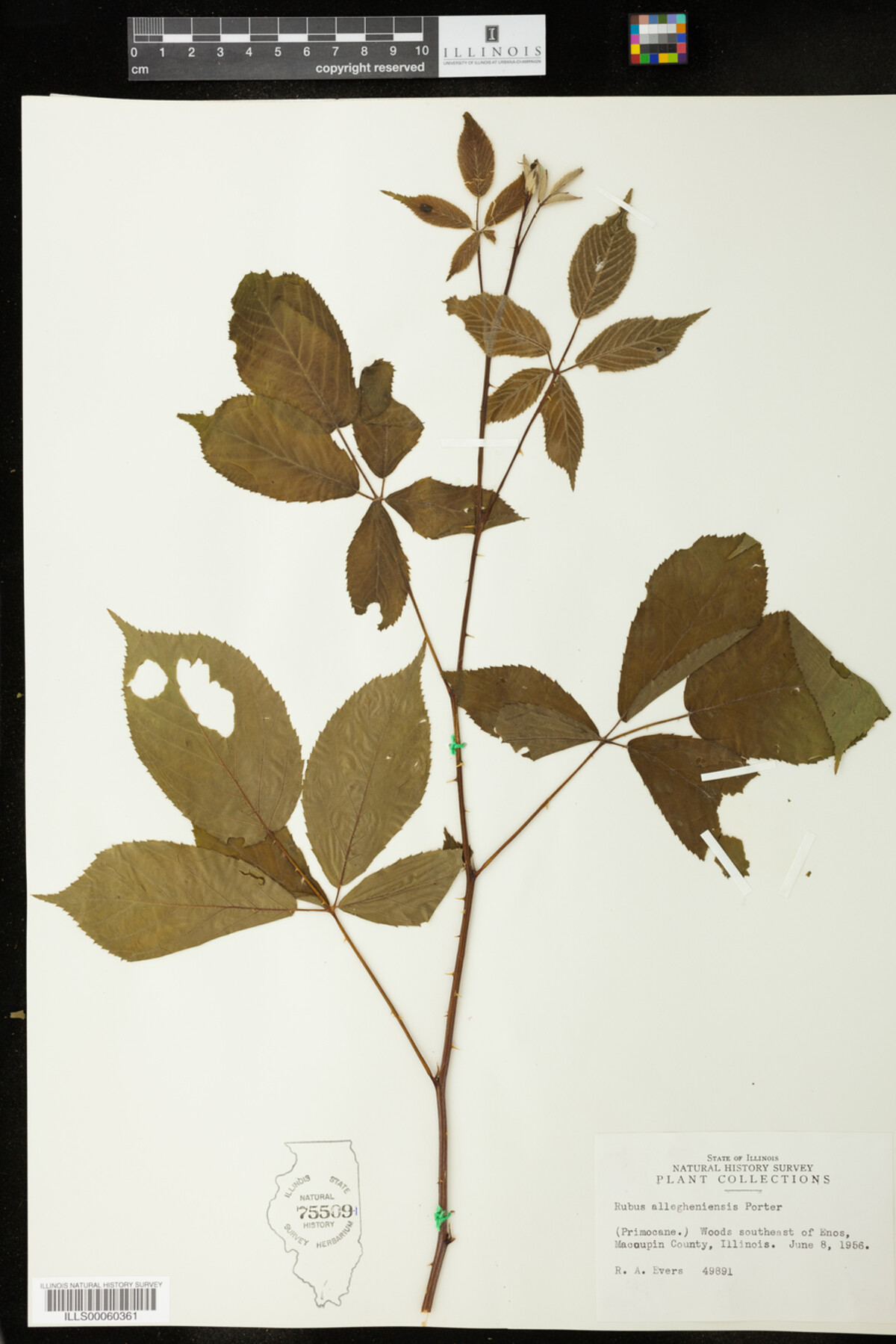 Rubus allegheniensis image