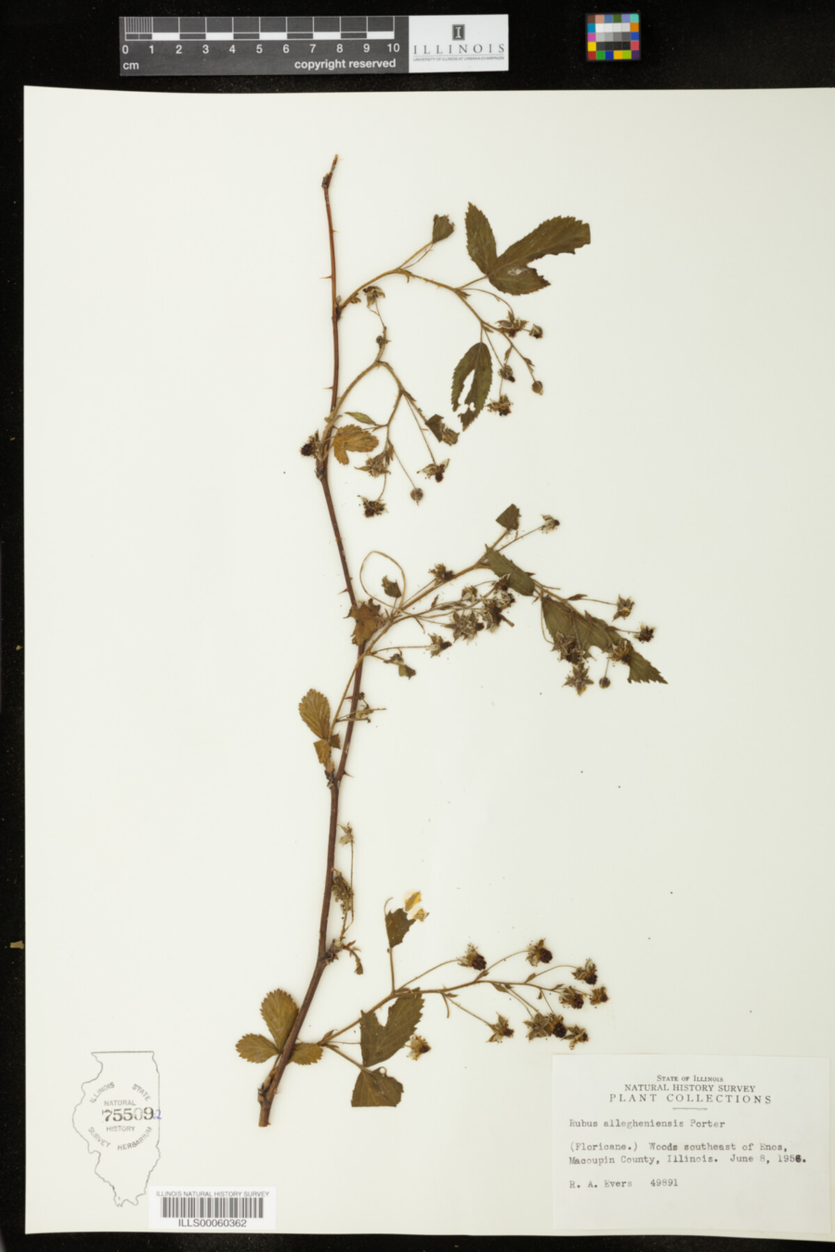 Rubus allegheniensis image