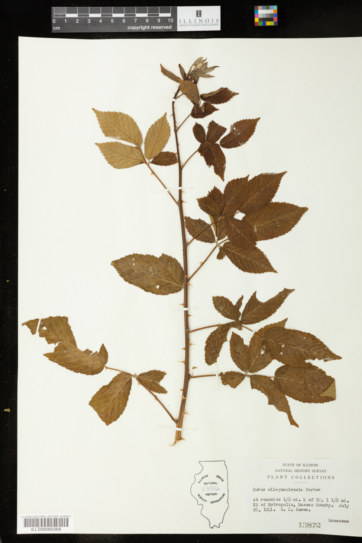 Rubus sect. Alleghenienses image