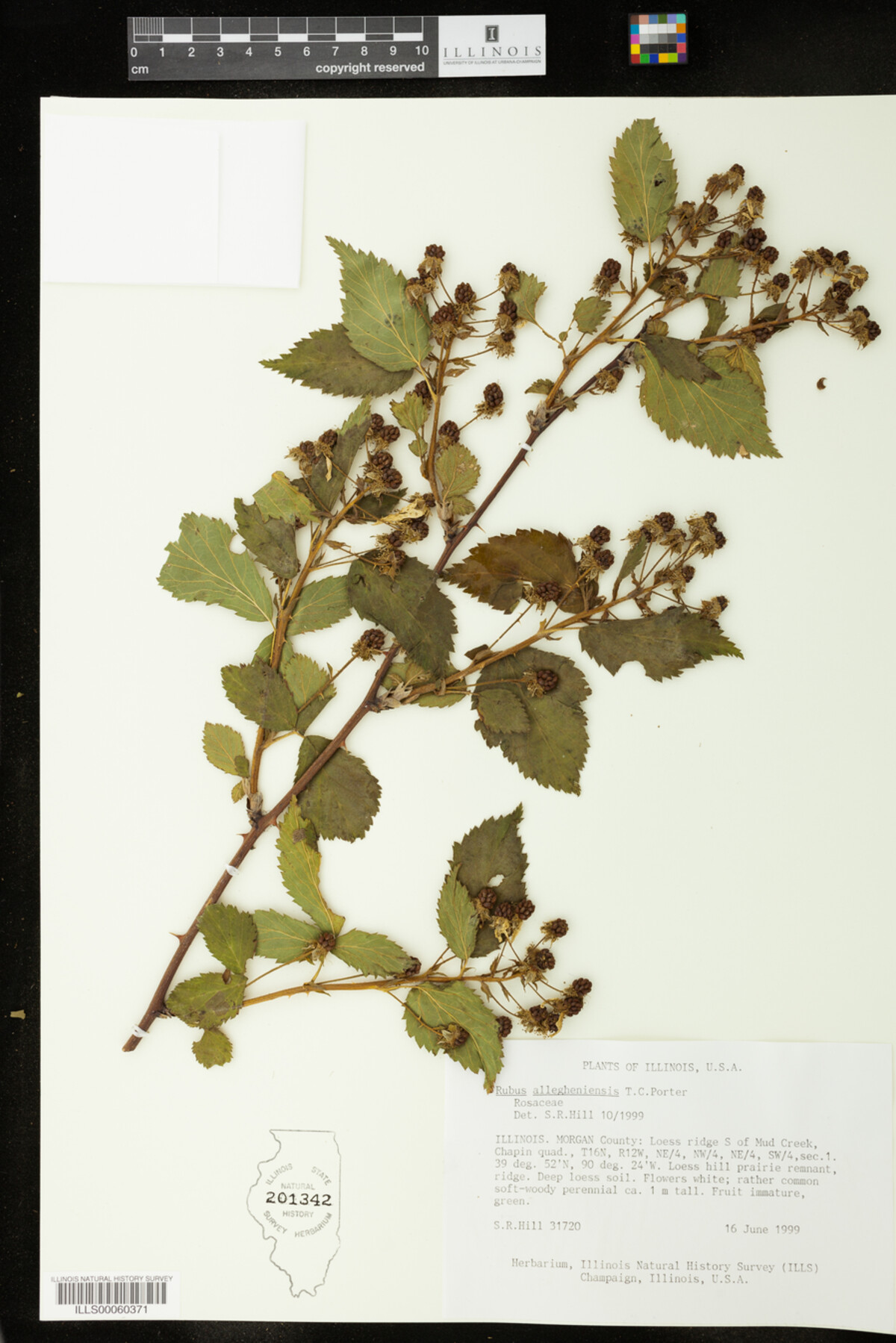 Rubus allegheniensis image