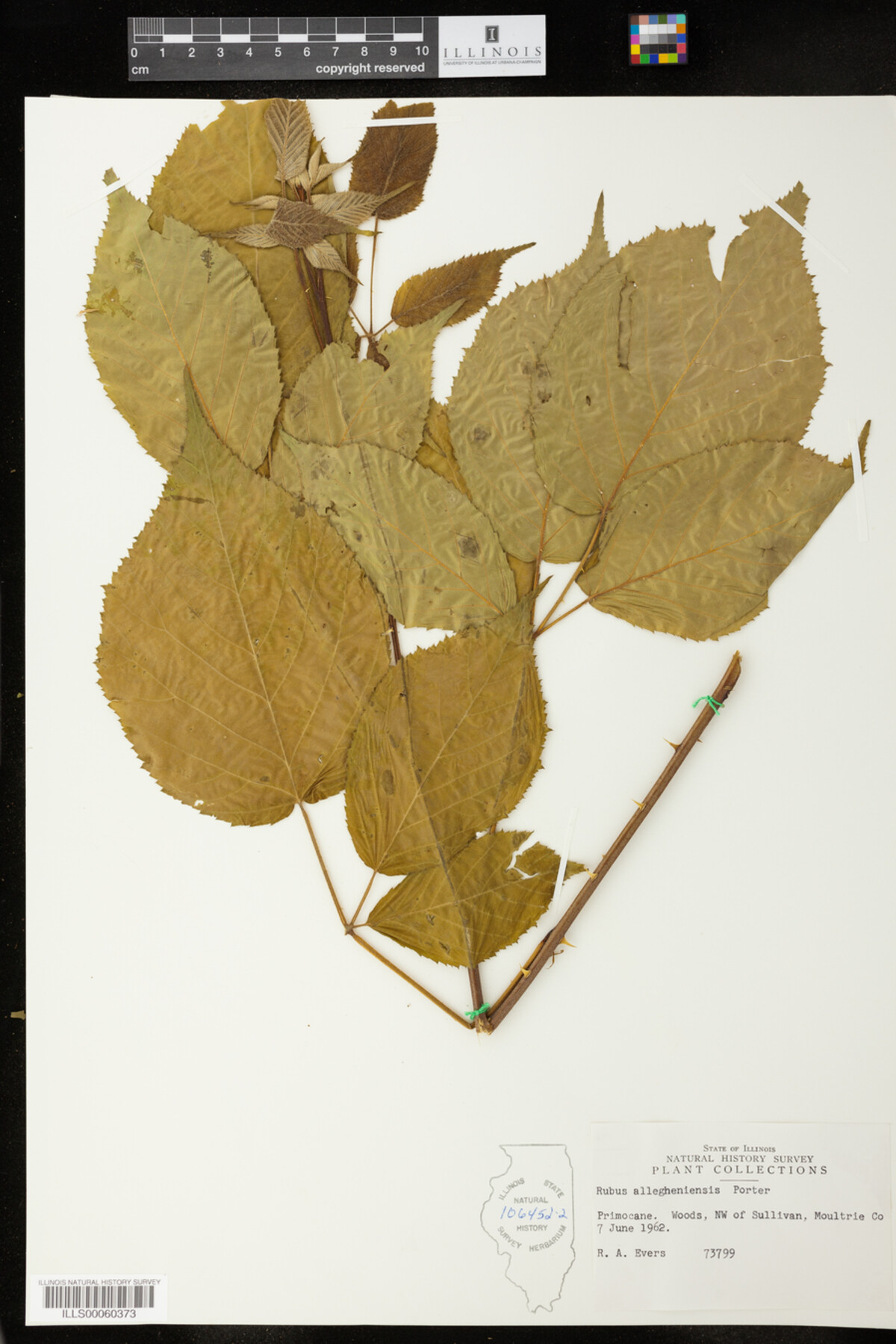 Rubus allegheniensis image