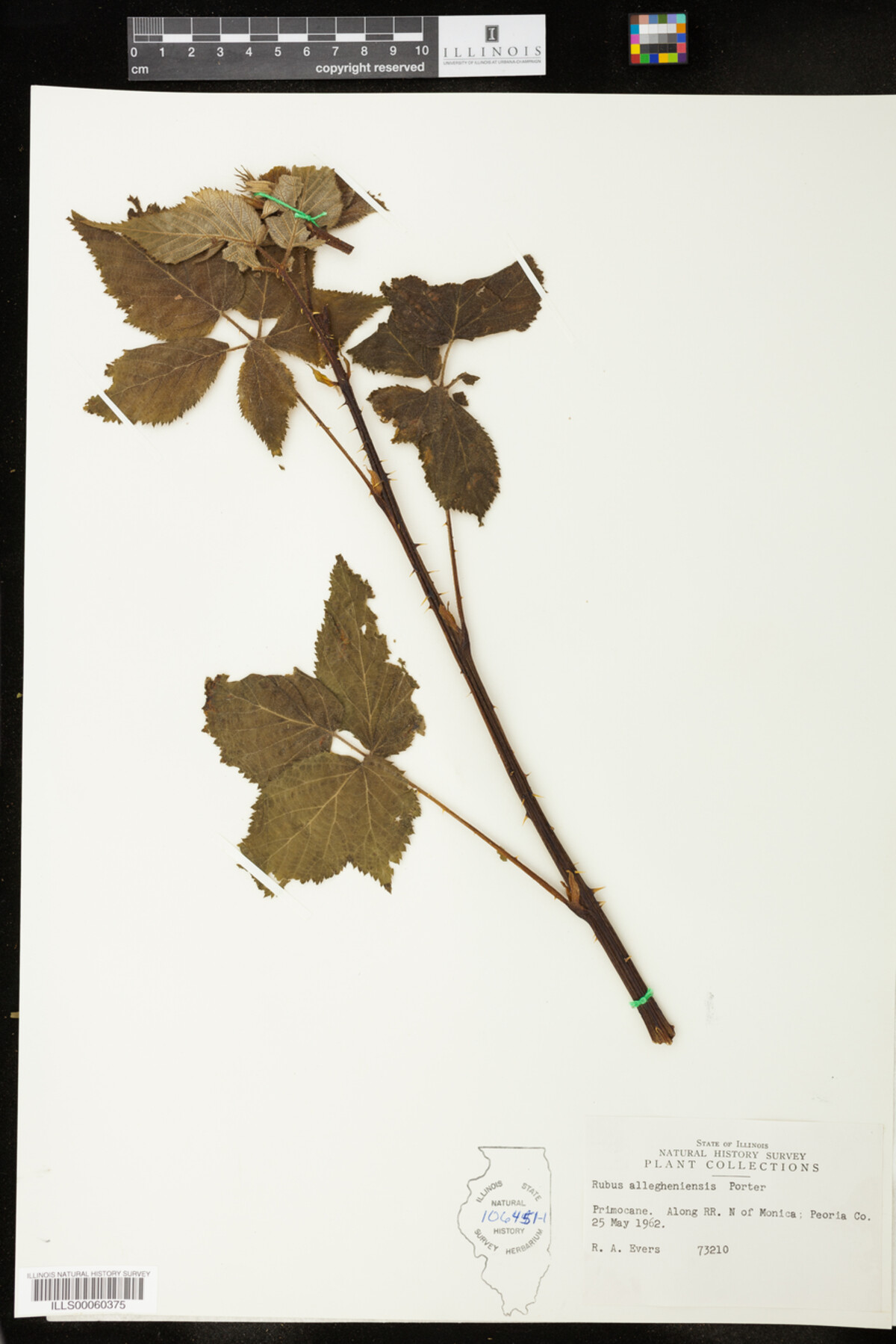 Rubus allegheniensis image