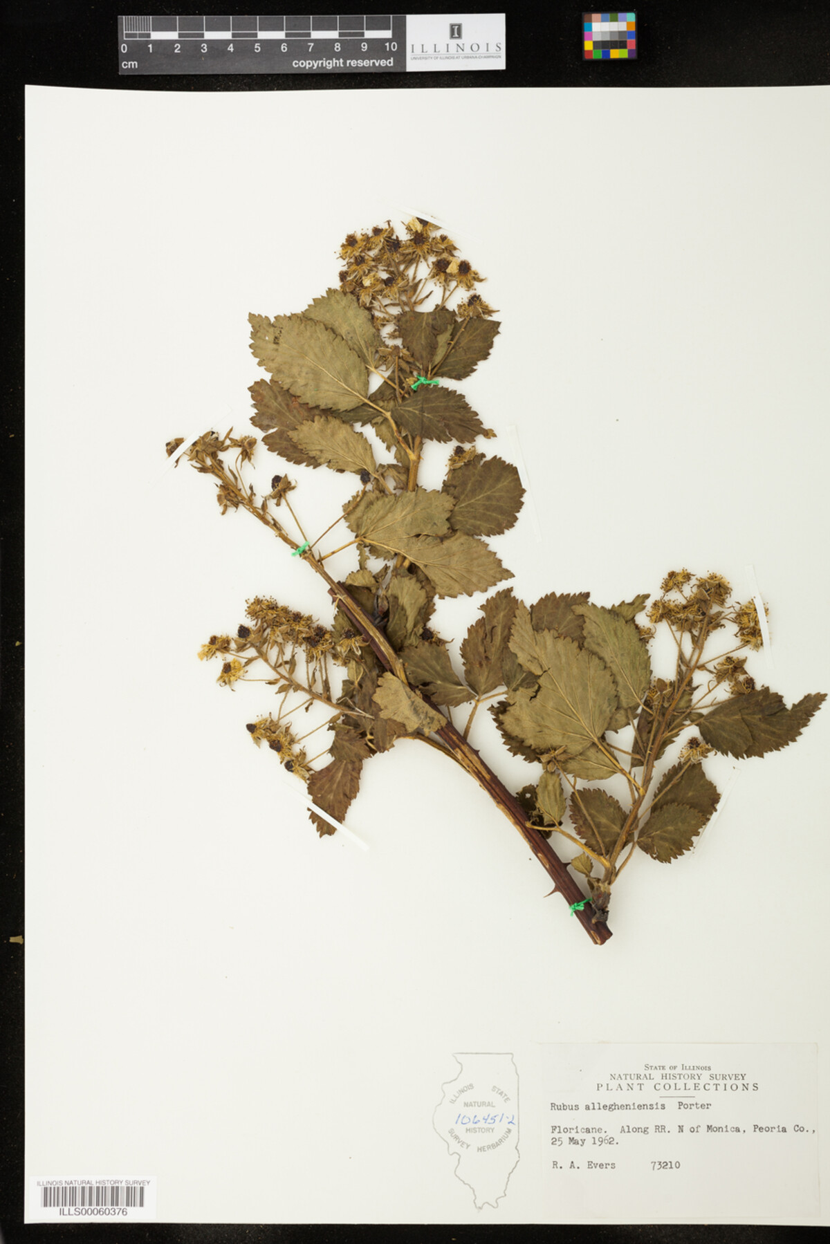 Rubus allegheniensis image