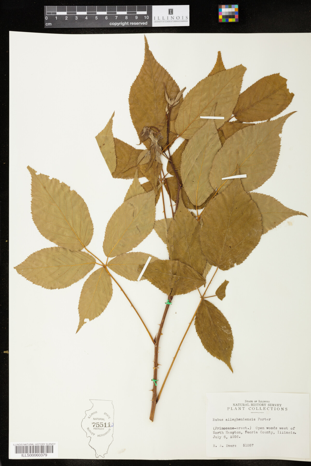 Rubus allegheniensis image