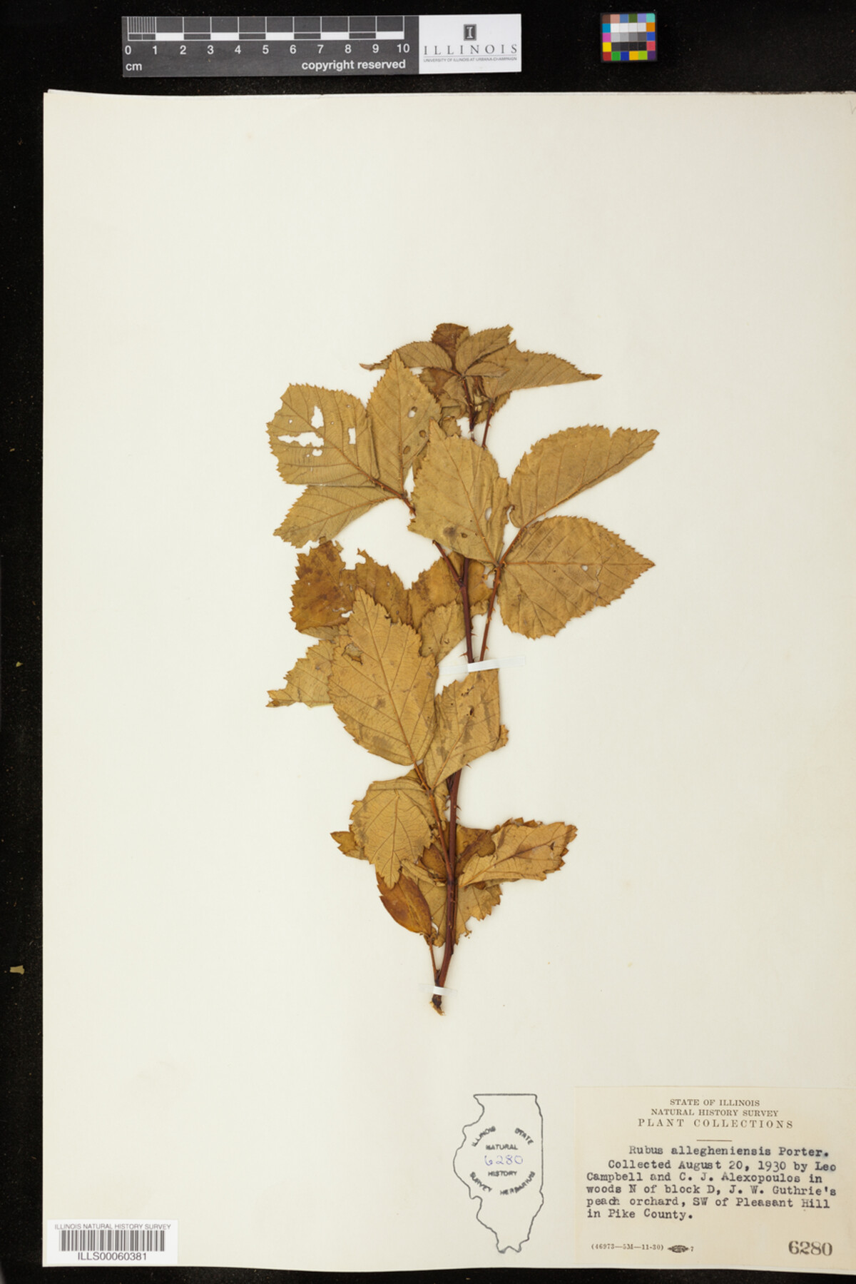 Rubus allegheniensis image