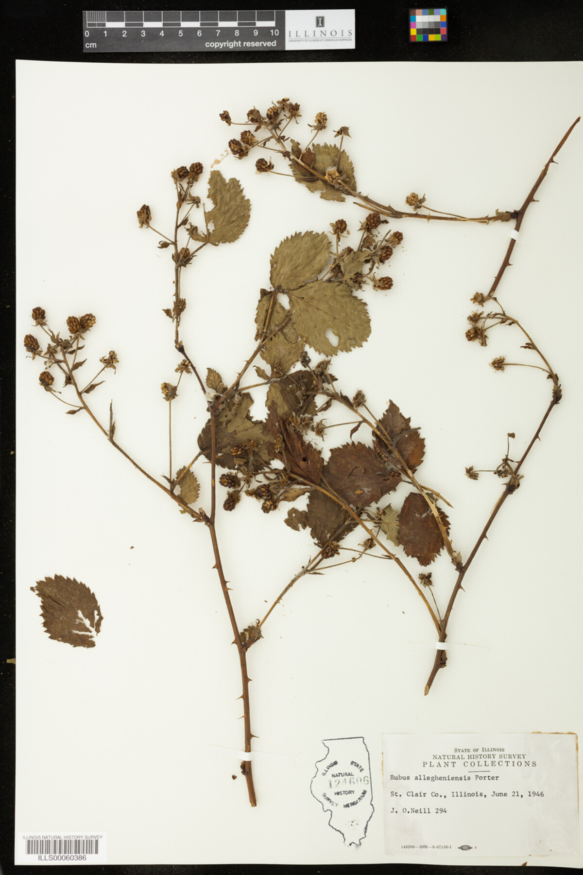 Rubus allegheniensis image