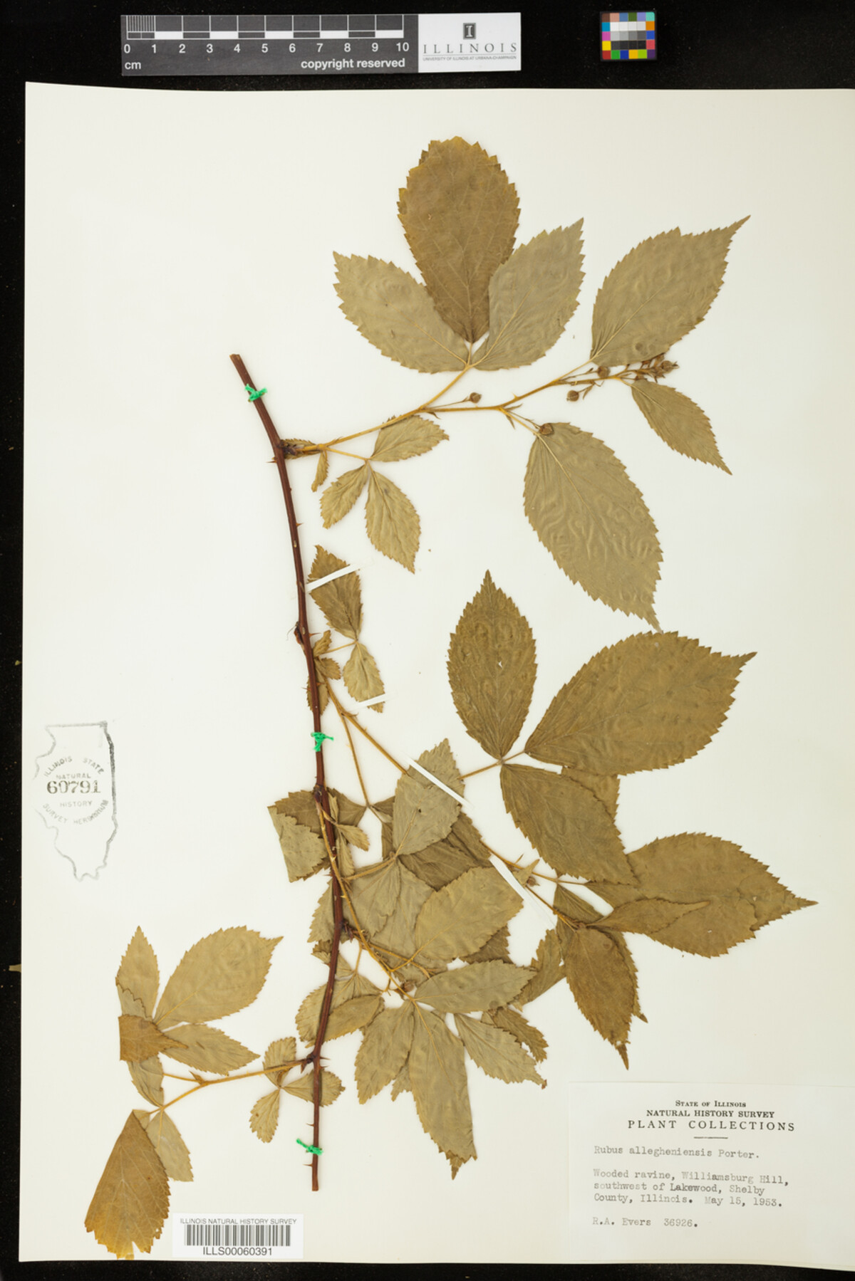 Rubus allegheniensis image