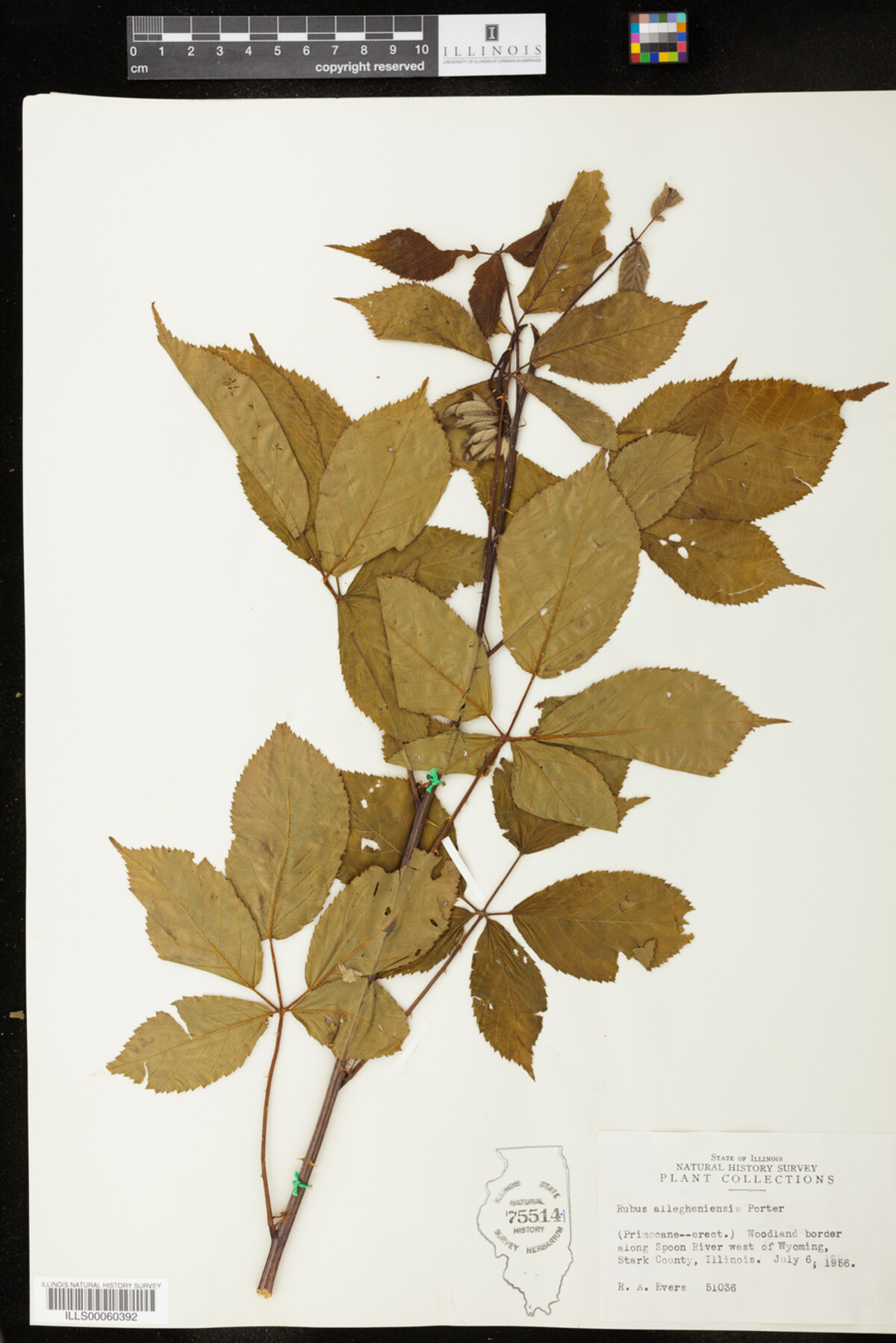 Rubus allegheniensis image